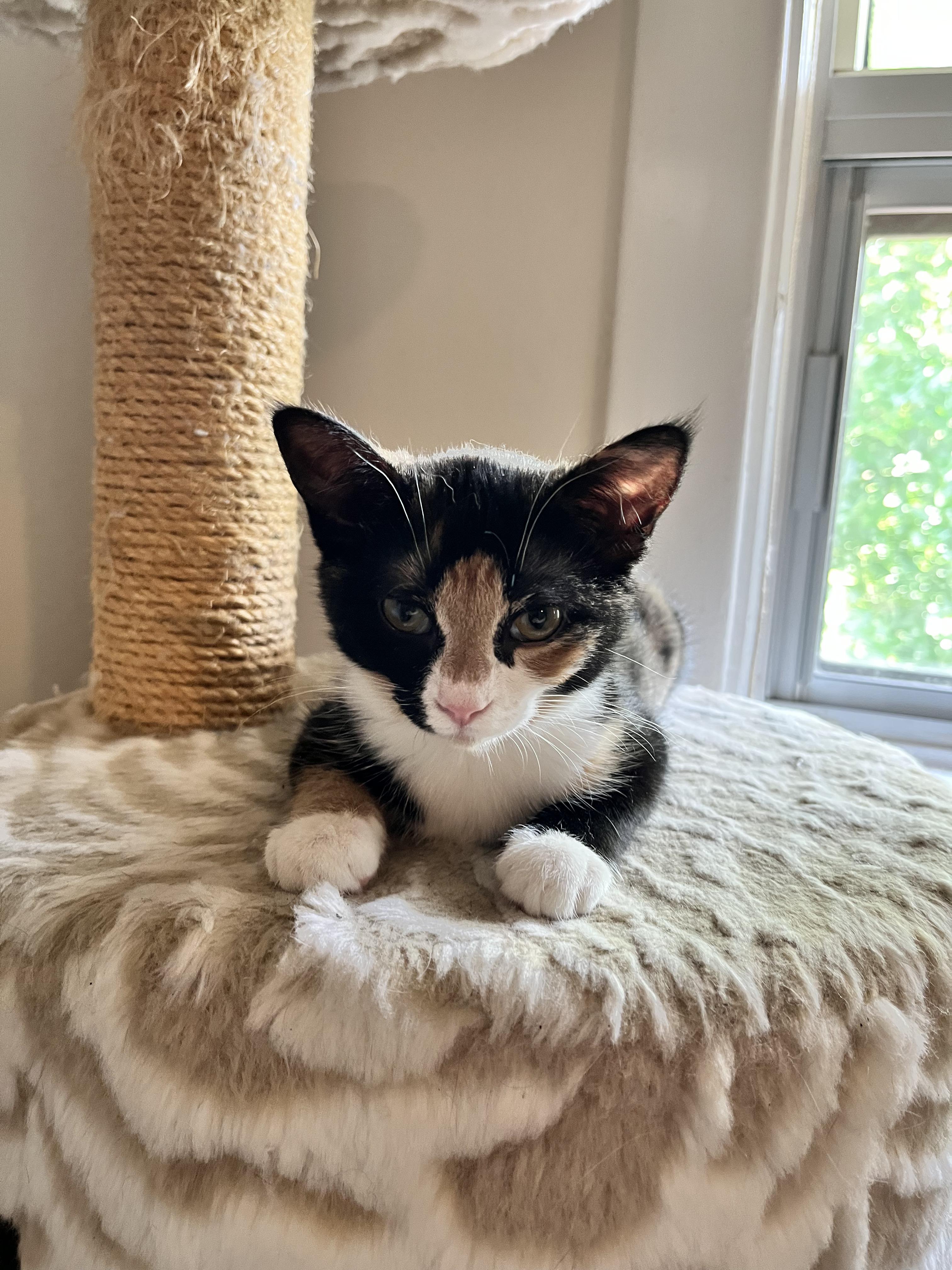 Enlarge MOZZARELLA, a Adopted Domestic Short Hair in Tillsonburg, ON image 1/6