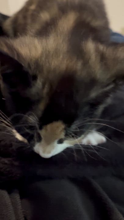 Enlarge MOZZARELLA, a Adoptable Domestic Short Hair in Tillsonburg, ON video 4/4