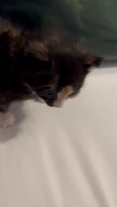 Enlarge MOZZARELLA, a Adoptable Domestic Short Hair in Tillsonburg, ON video 3/4