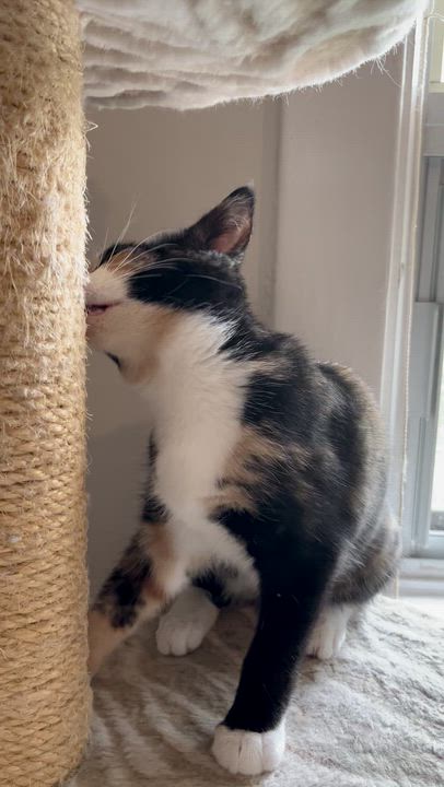 Enlarge MOZZARELLA, a Adopted Domestic Short Hair in Tillsonburg, ON video 4/6