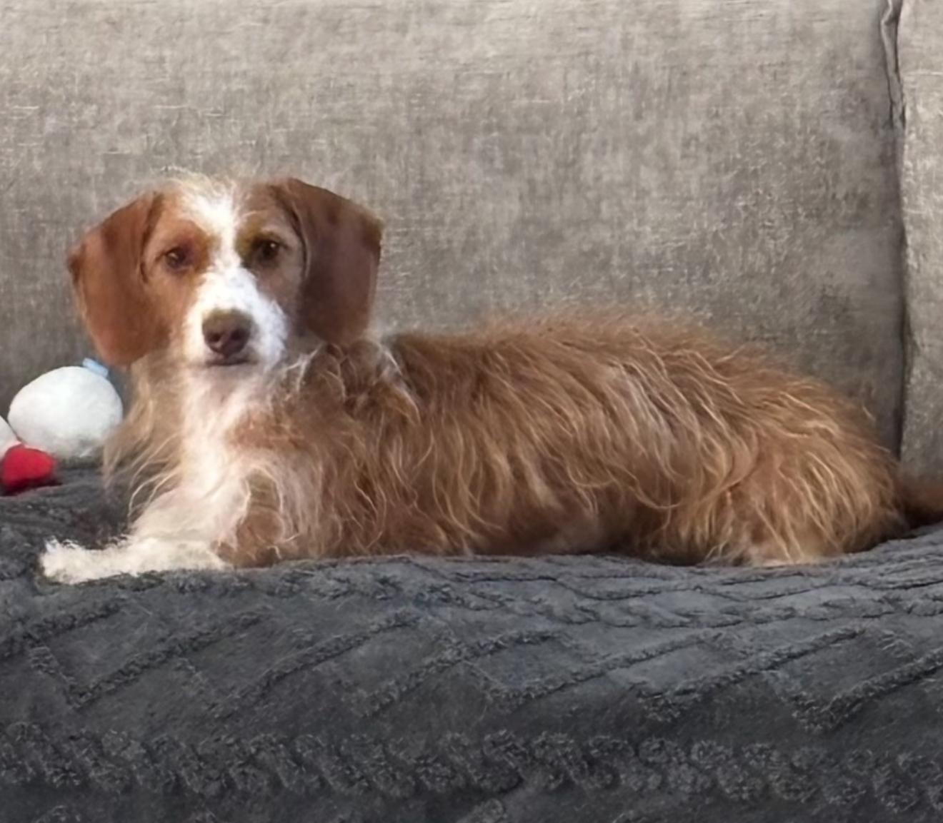 Enlarge Winston, a ADOPTABLE Wirehaired Dachshund in Glendora, CA image 5/6