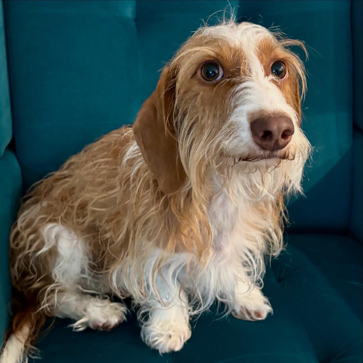 Enlarge Winston, a ADOPTABLE Wirehaired Dachshund in Glendora, CA image 4/6