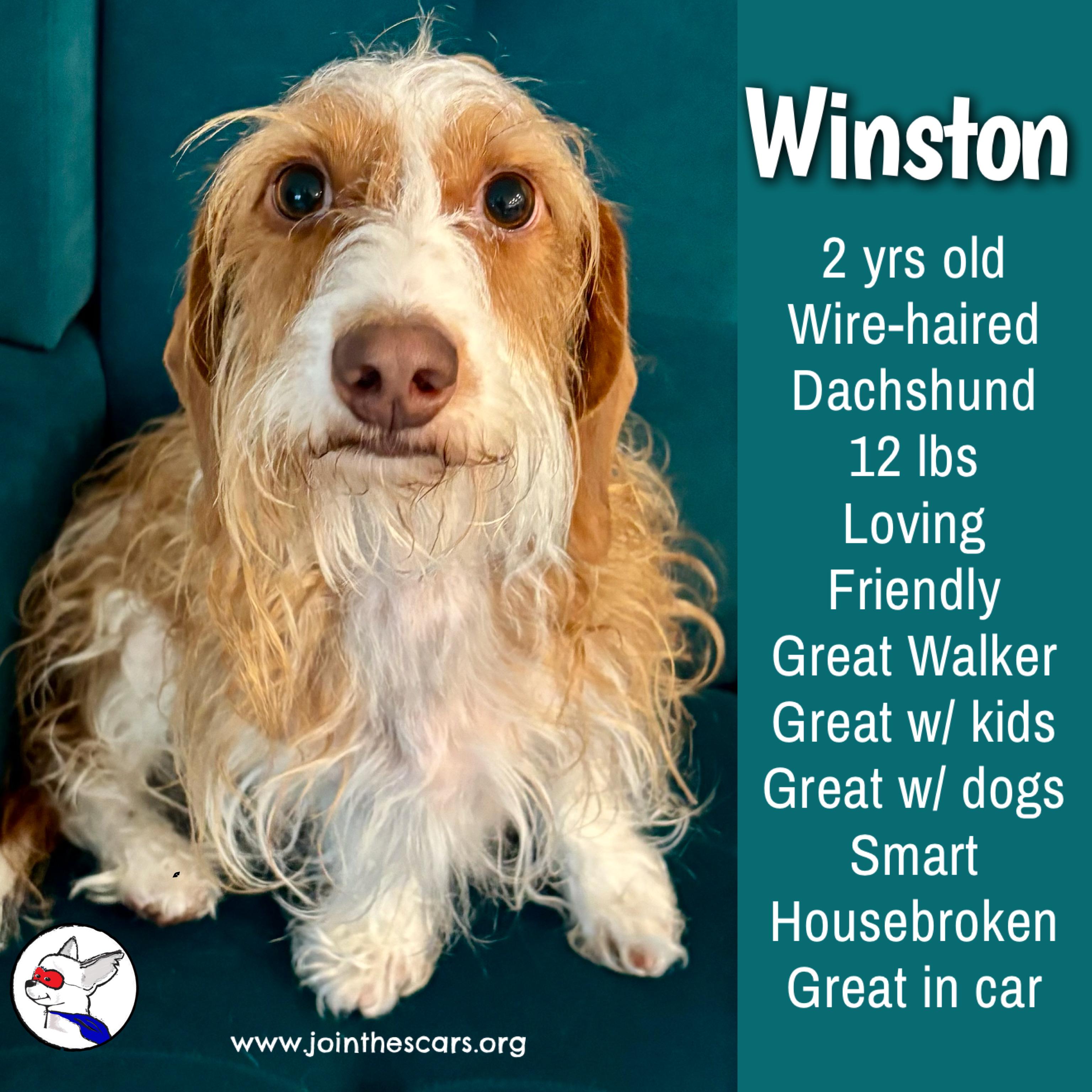 Winston, ADOPTABLE, Young Male Wirehaired Dachshund.