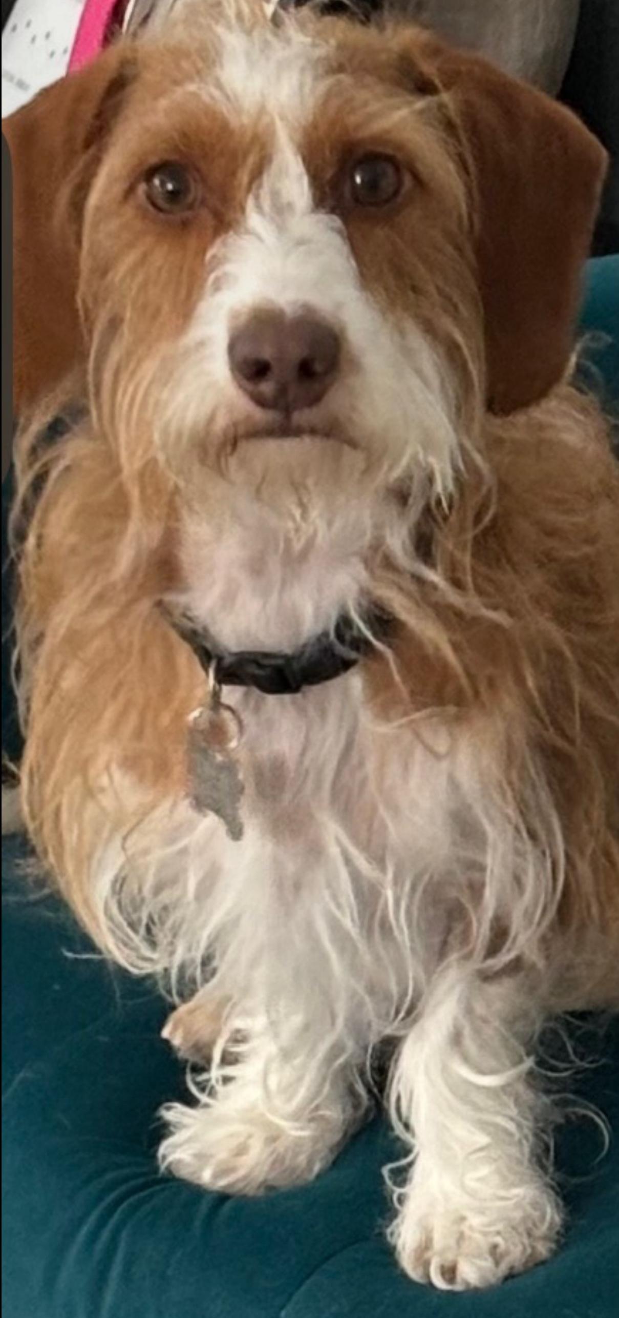 Enlarge Winston, a ADOPTABLE Wirehaired Dachshund in Glendora, CA image 6/6