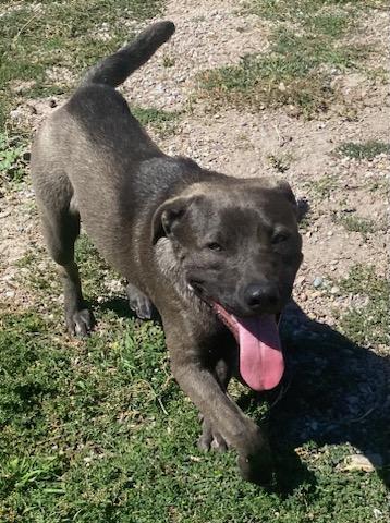 Marcus, an adoptable Labrador Retriever, Mastiff in Polson, MT, 59860 | Photo Image 1