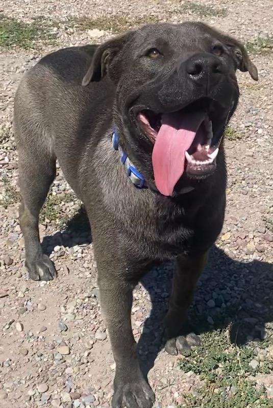 Marcus, an adoptable Labrador Retriever, Mastiff in Polson, MT, 59860 | Photo Image 4