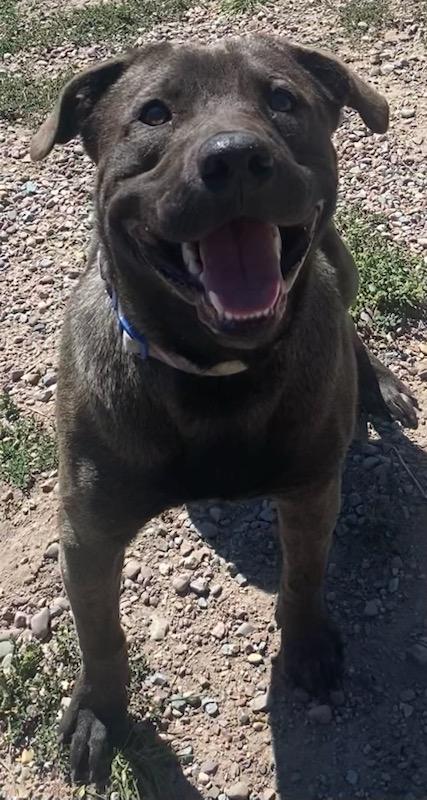 Marcus, an adoptable Labrador Retriever, Mastiff in Polson, MT, 59860 | Photo Image 5