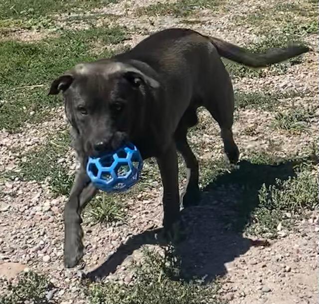 Marcus, an adoptable Labrador Retriever, Mastiff in Polson, MT, 59860 | Photo Image 3
