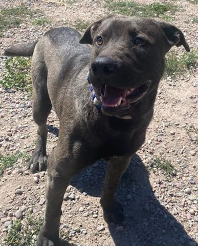 Marcus, an adoptable Labrador Retriever, Mastiff in Polson, MT, 59860 | Photo Image 2