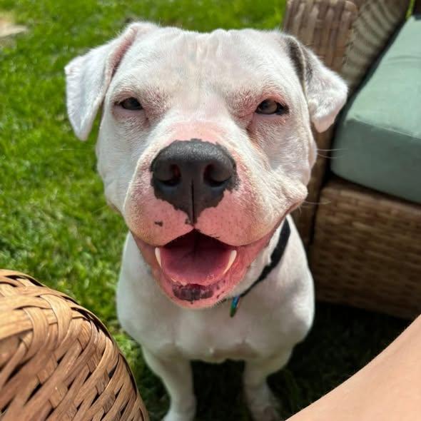 Kyra- COURTESY POST, ADOPTABLE, Adult Female American Bulldog.