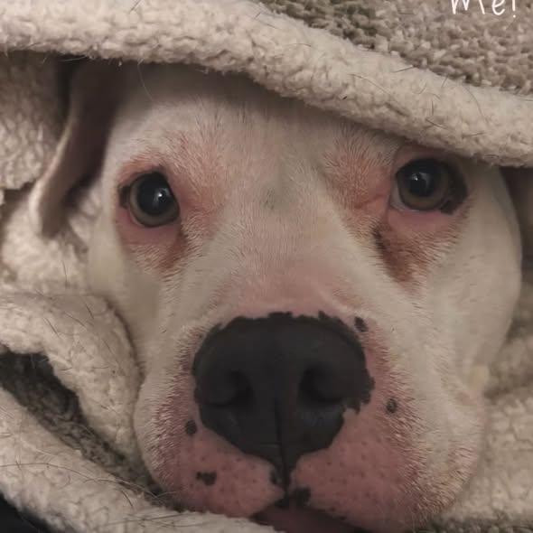 Enlarge Kyra- COURTESY POST, a ADOPTABLE mixed breed in Palgrave, ON image 3/3