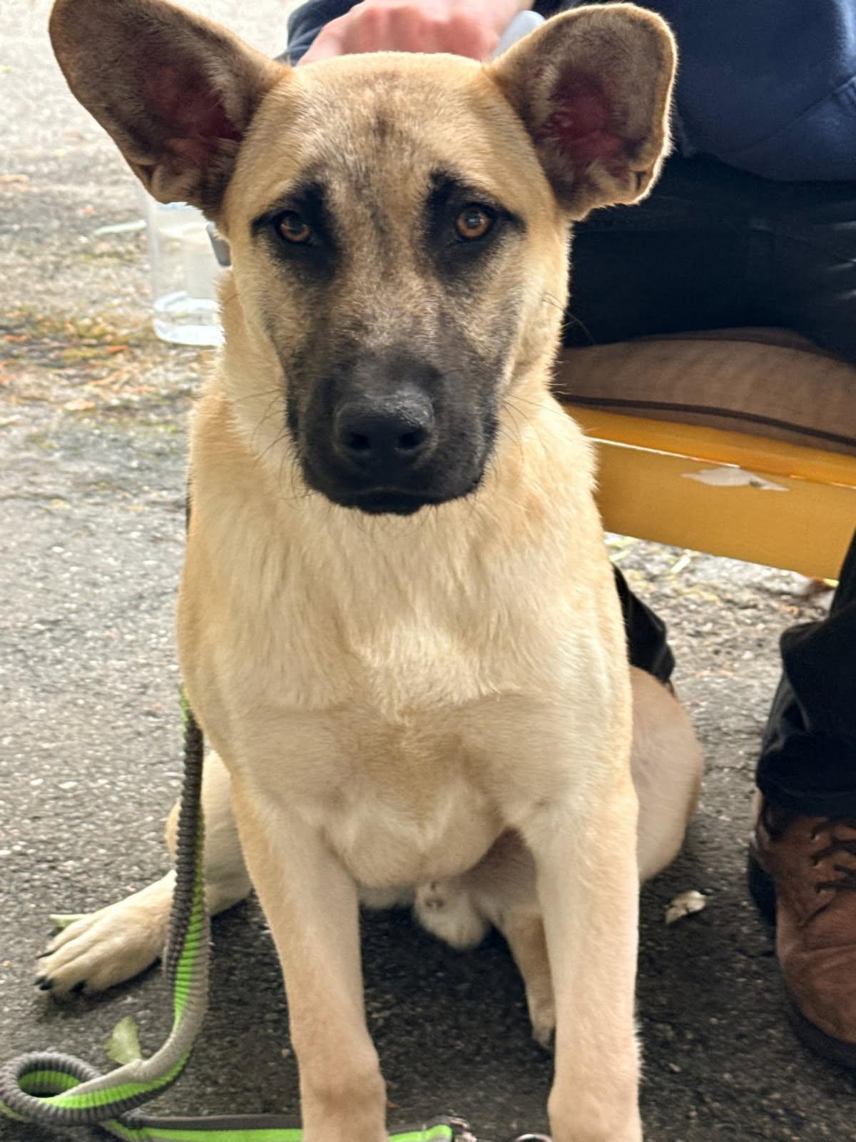 Titus, gorgeous shepherd pup, ADOPTABLE, Puppy Male German Shepherd Dog.