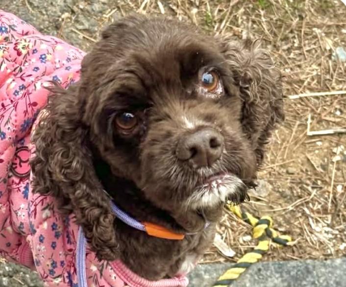 Enlarge Coco, a ADOPTABLE Cocker Spaniel in San Francisco, CA image 1/1