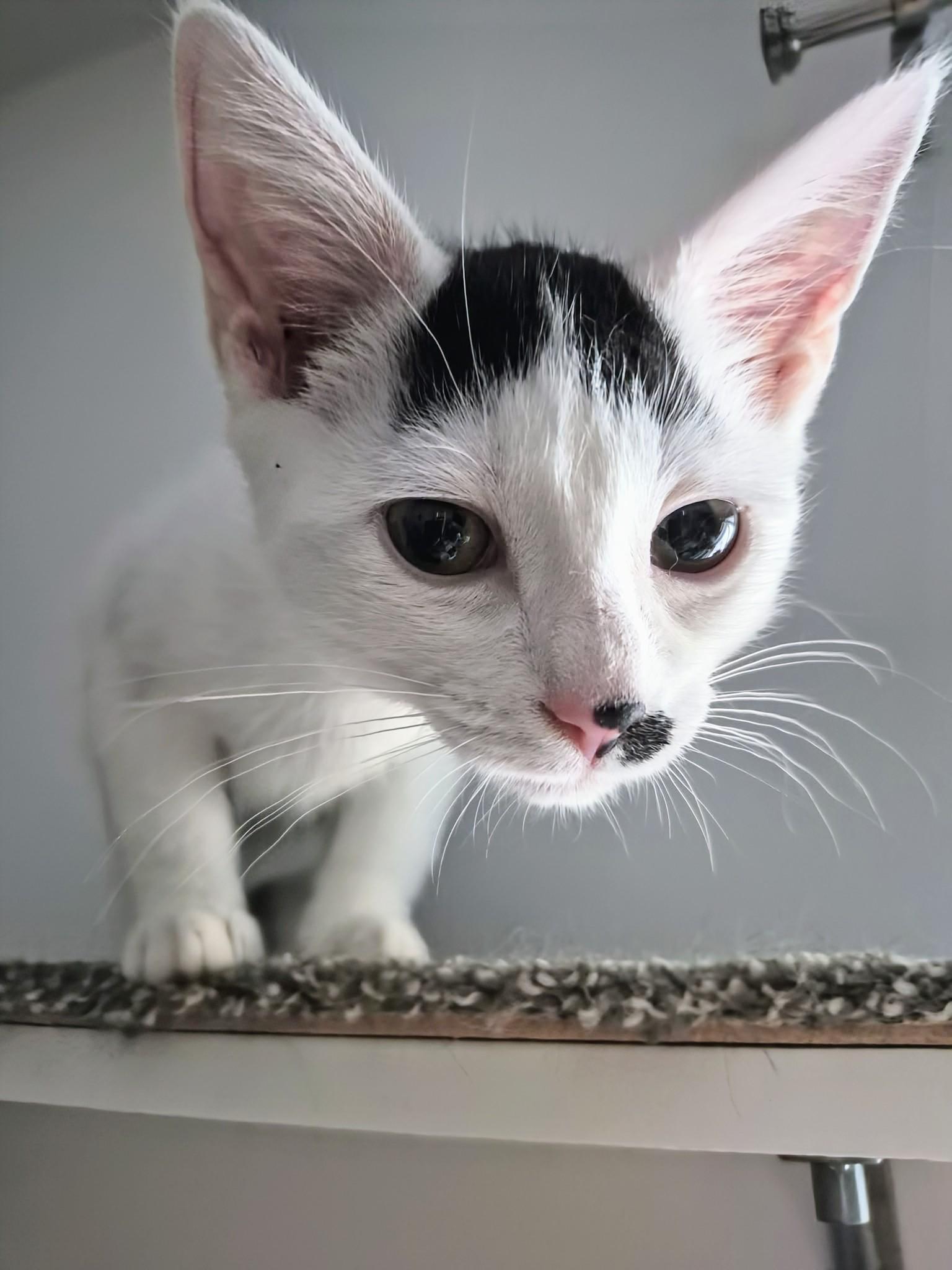 Enlarge Eve, a Adoptable Domestic Short Hair in Winnipeg, MB image 1/5