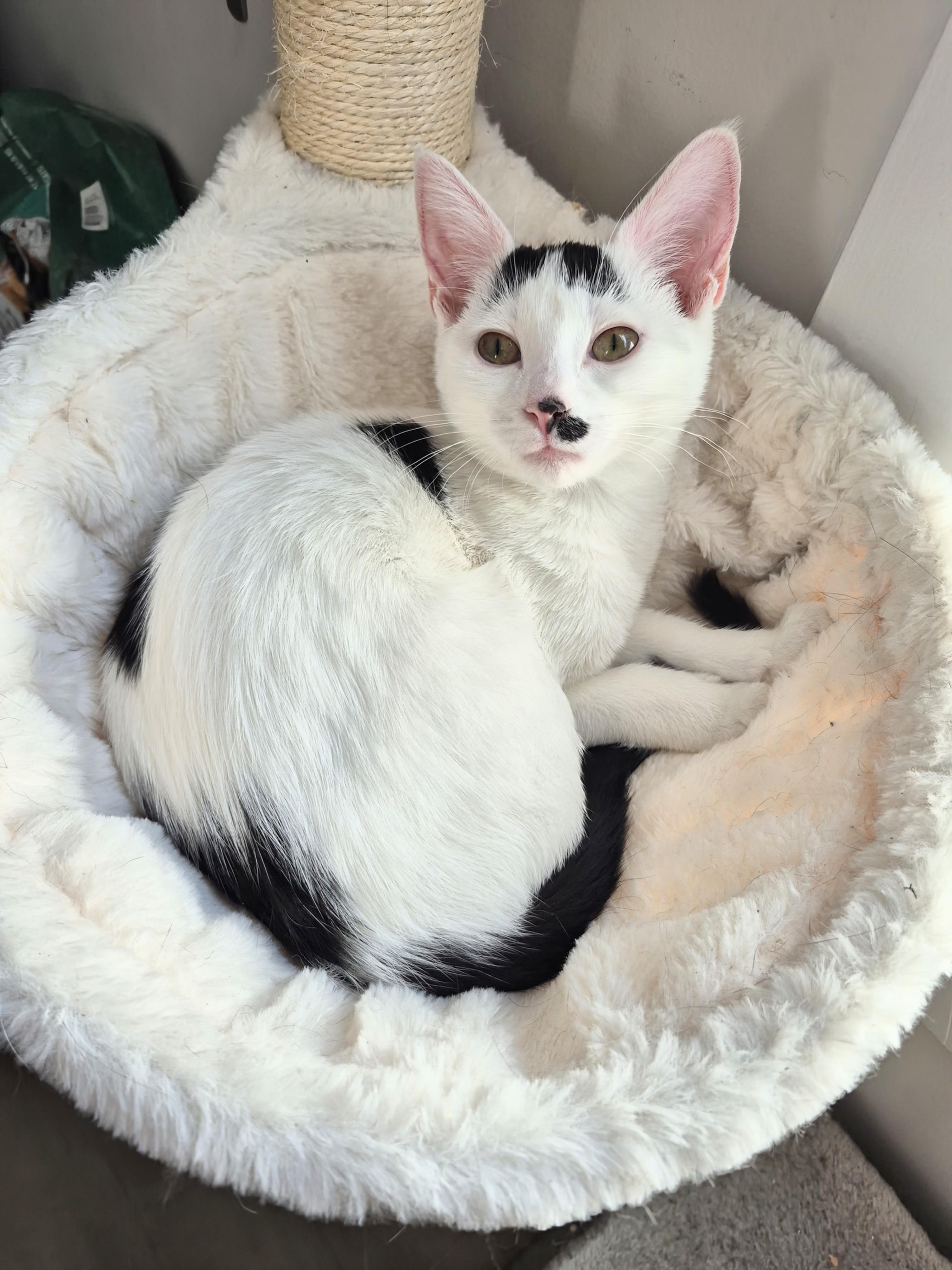 Enlarge Eve, an adopted Domestic Short Hair in Winnipeg, MB image 6/6