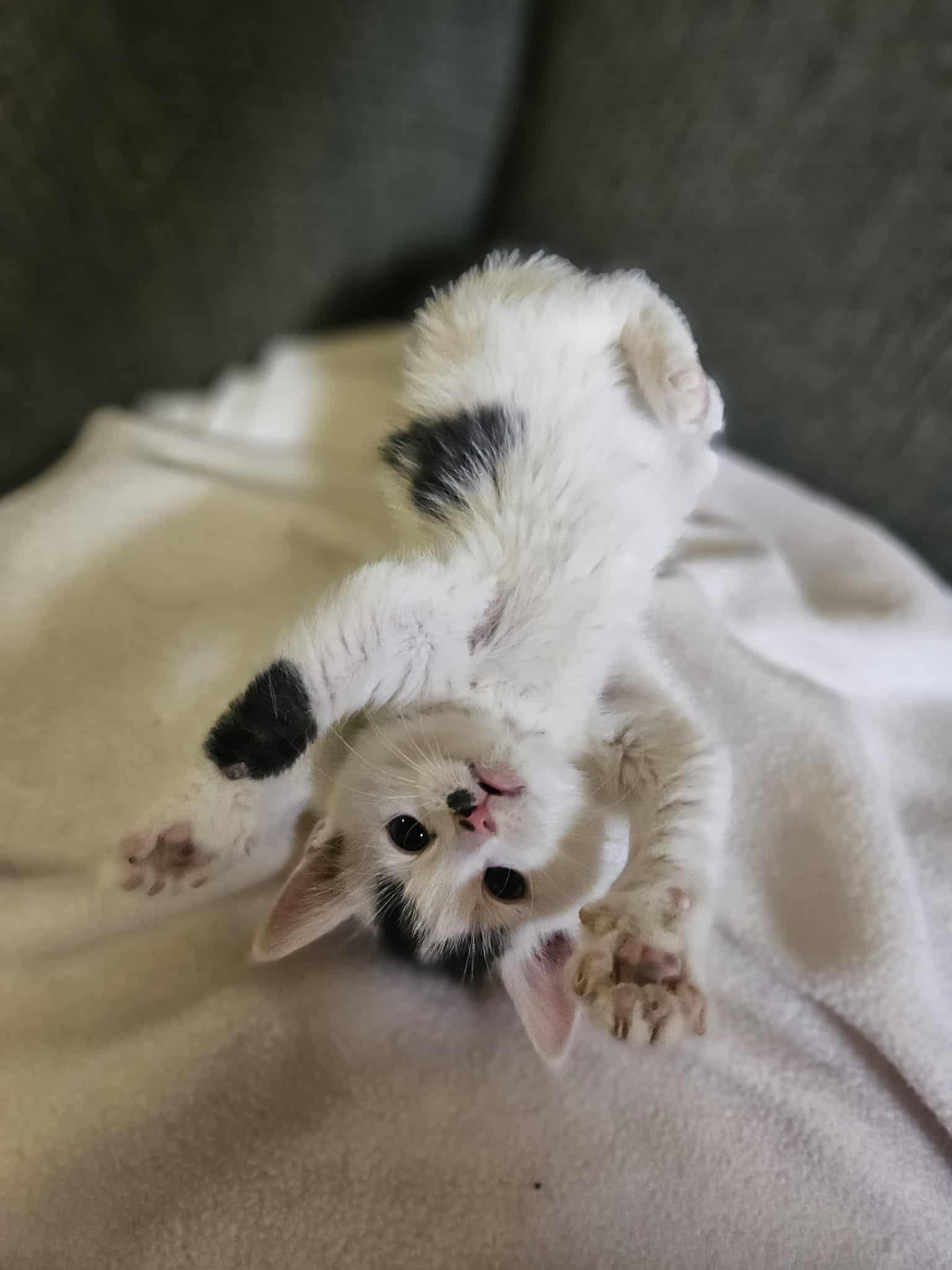 Enlarge Eve, a Adoptable Domestic Short Hair in Winnipeg, MB image 4/5