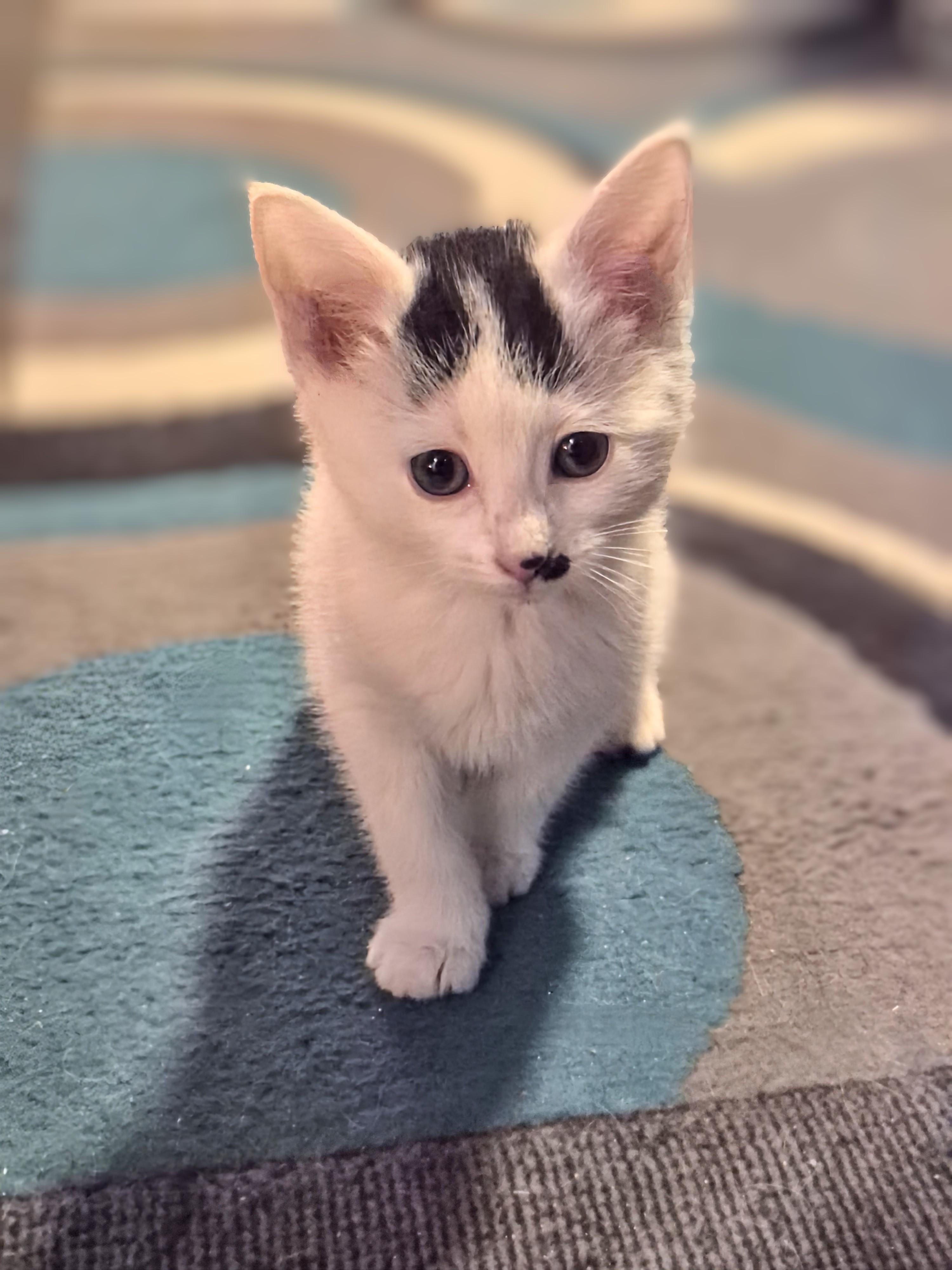 Enlarge Eve, a Adoptable Domestic Short Hair in Winnipeg, MB image 3/5