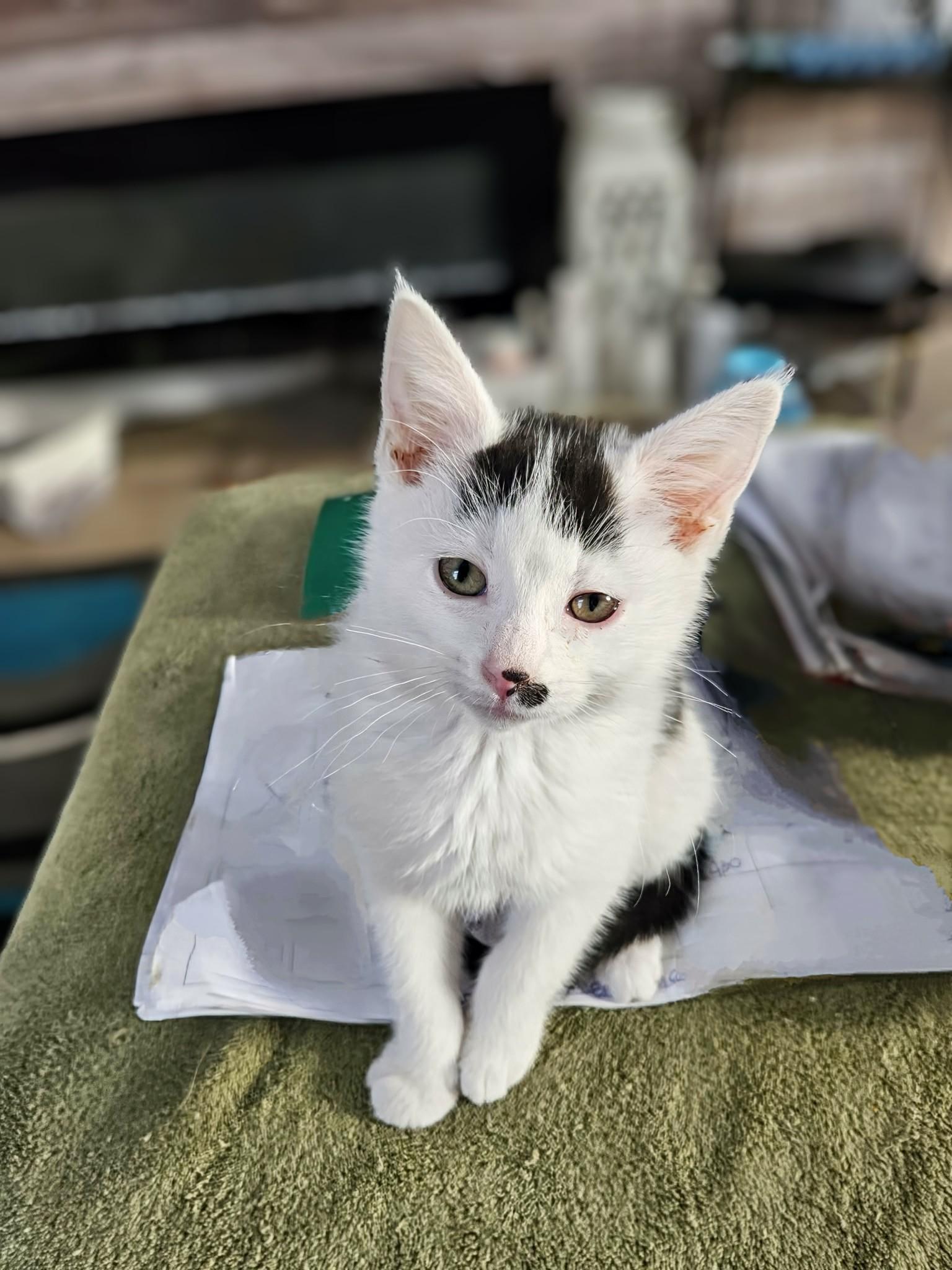 Enlarge Eve, a Adoptable Domestic Short Hair in Winnipeg, MB image 2/5