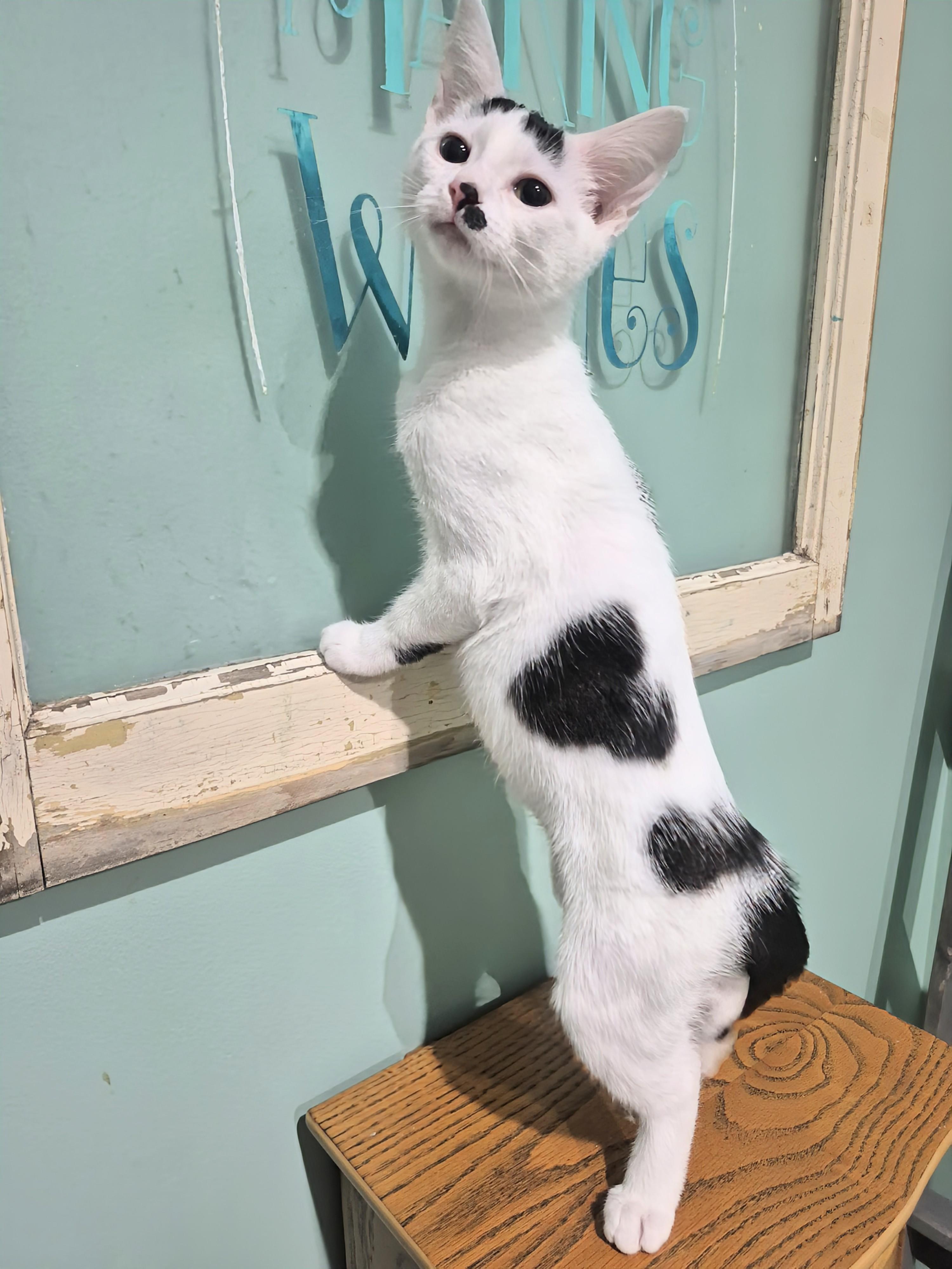 Enlarge Eve, an adopted Domestic Short Hair in Winnipeg, MB image 5/6