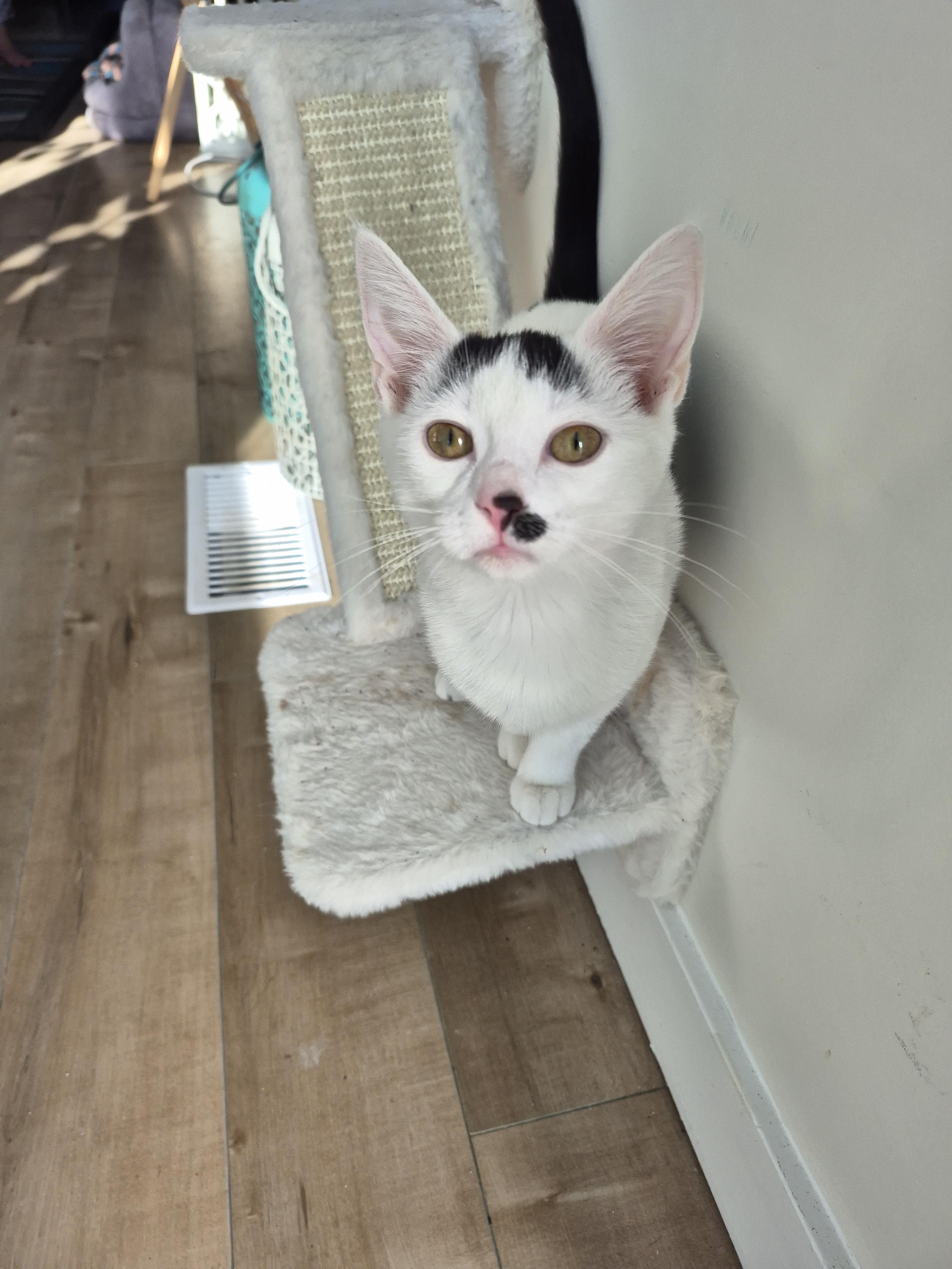 Enlarge Eve, an adopted Domestic Short Hair in Winnipeg, MB image 2/6