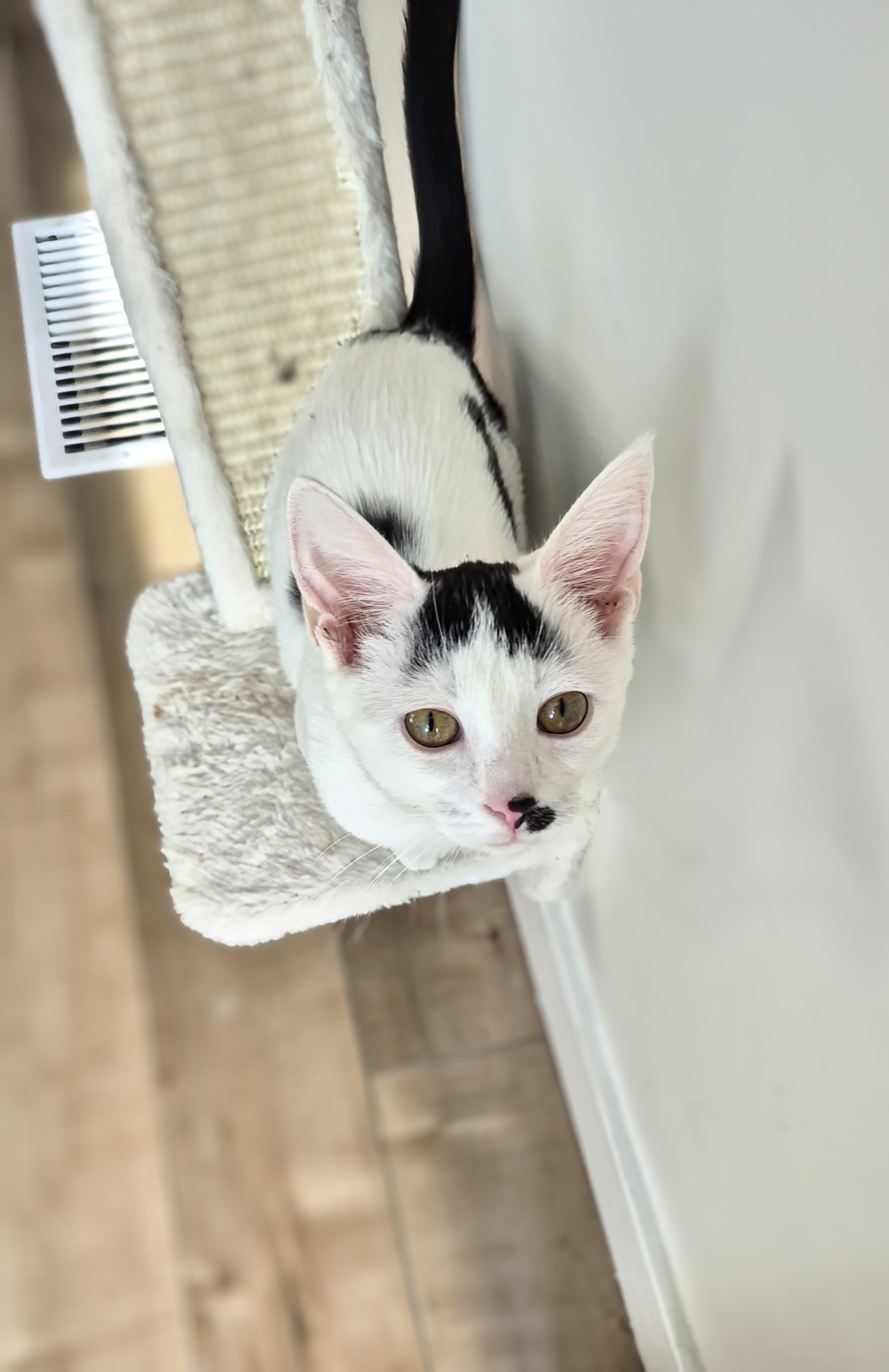 Enlarge Eve, an adopted Domestic Short Hair in Winnipeg, MB image 1/6