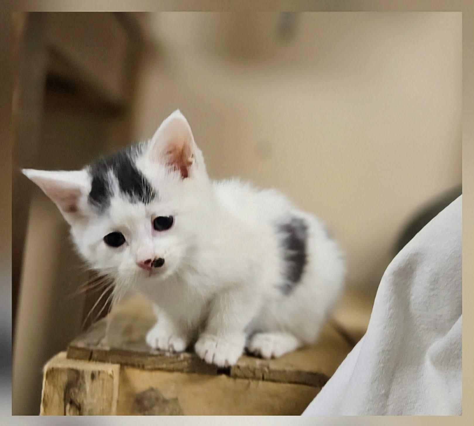 Enlarge Eve, a Adoptable Domestic Short Hair in Winnipeg, MB image 5/5