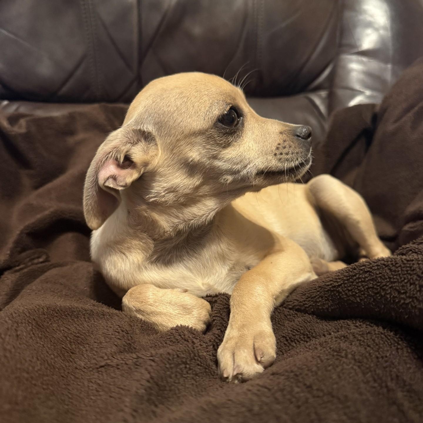 Gigi, a ADOPTABLE Chihuahua in modesto, CA image 5/5