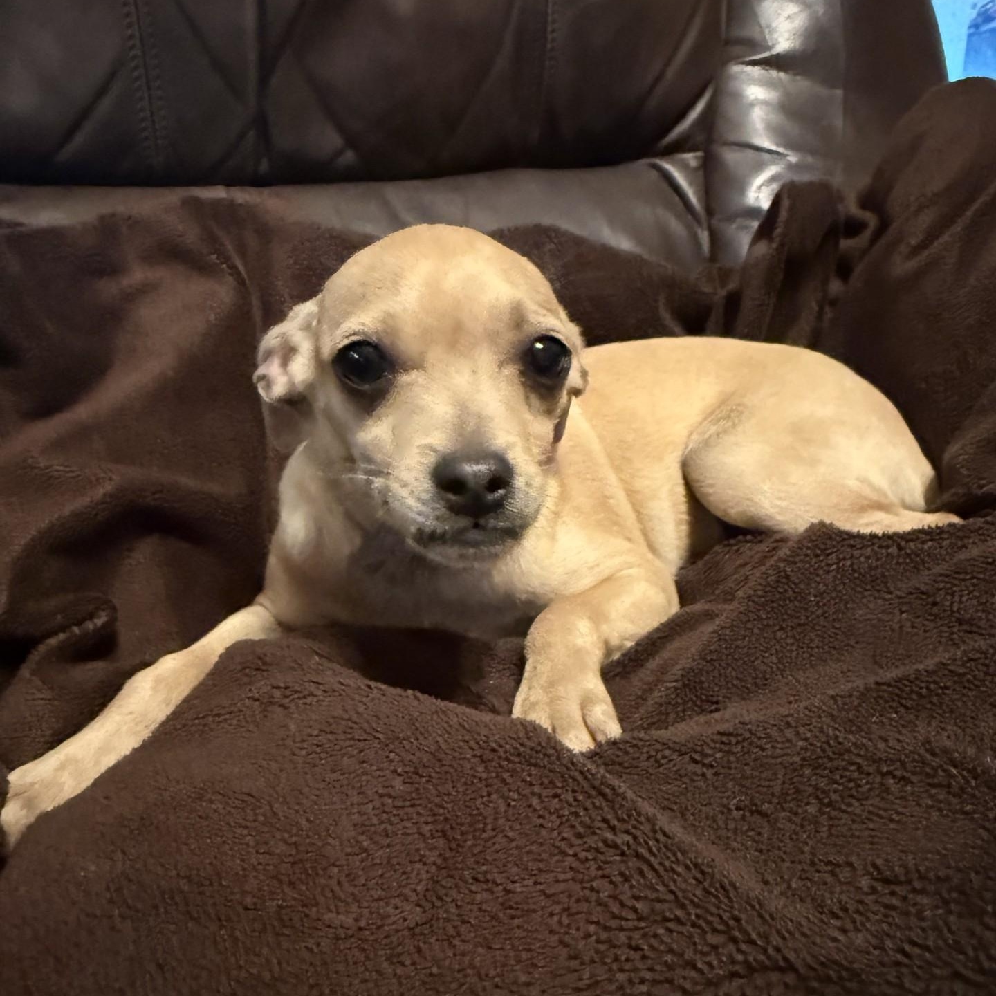 Gigi, a ADOPTABLE Chihuahua in modesto, CA image 4/5