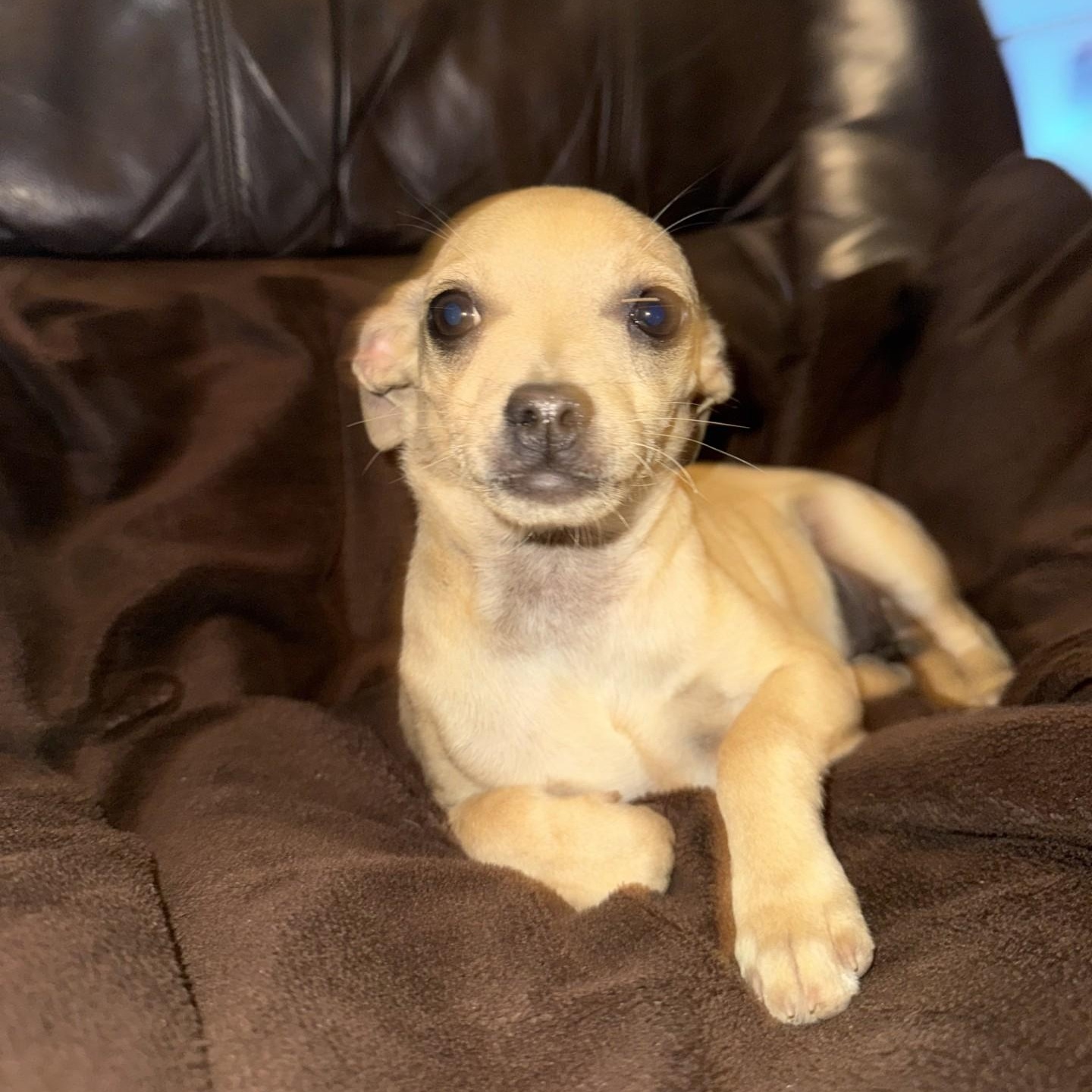 Gigi, a ADOPTABLE Chihuahua in modesto, CA image 3/5