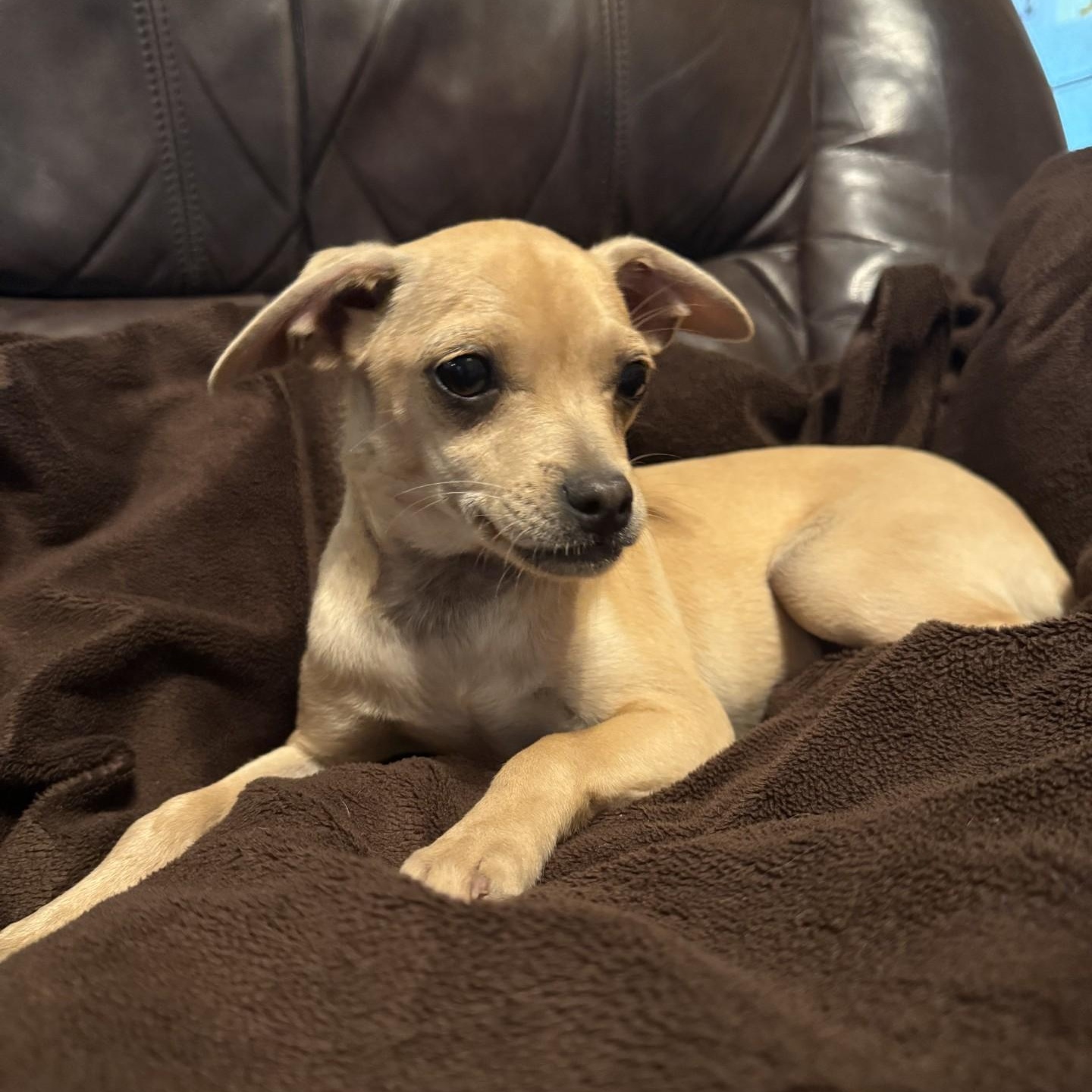 Gigi, a ADOPTABLE Chihuahua in modesto, CA image 1/5