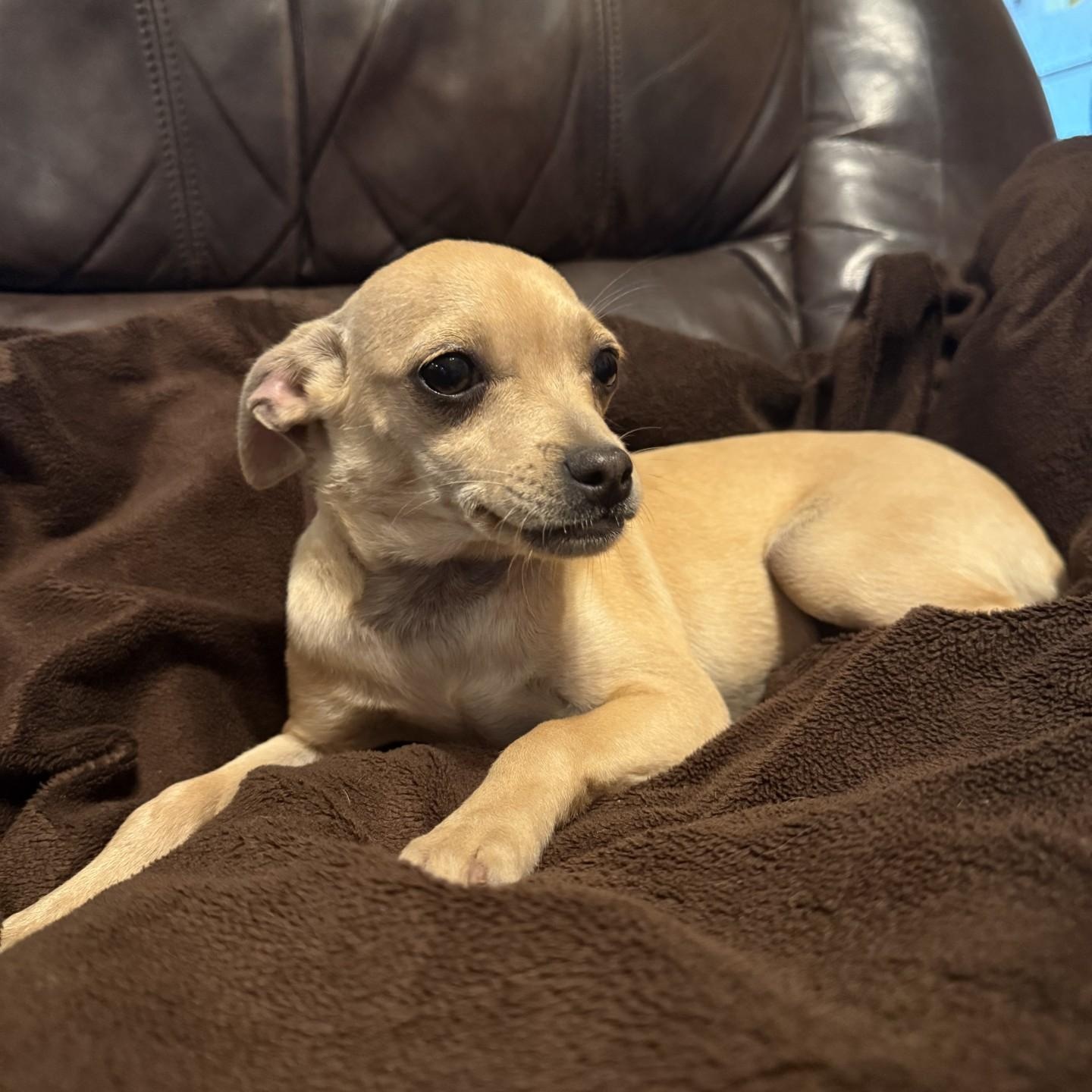 Gigi, a ADOPTABLE Chihuahua in modesto, CA image 2/5