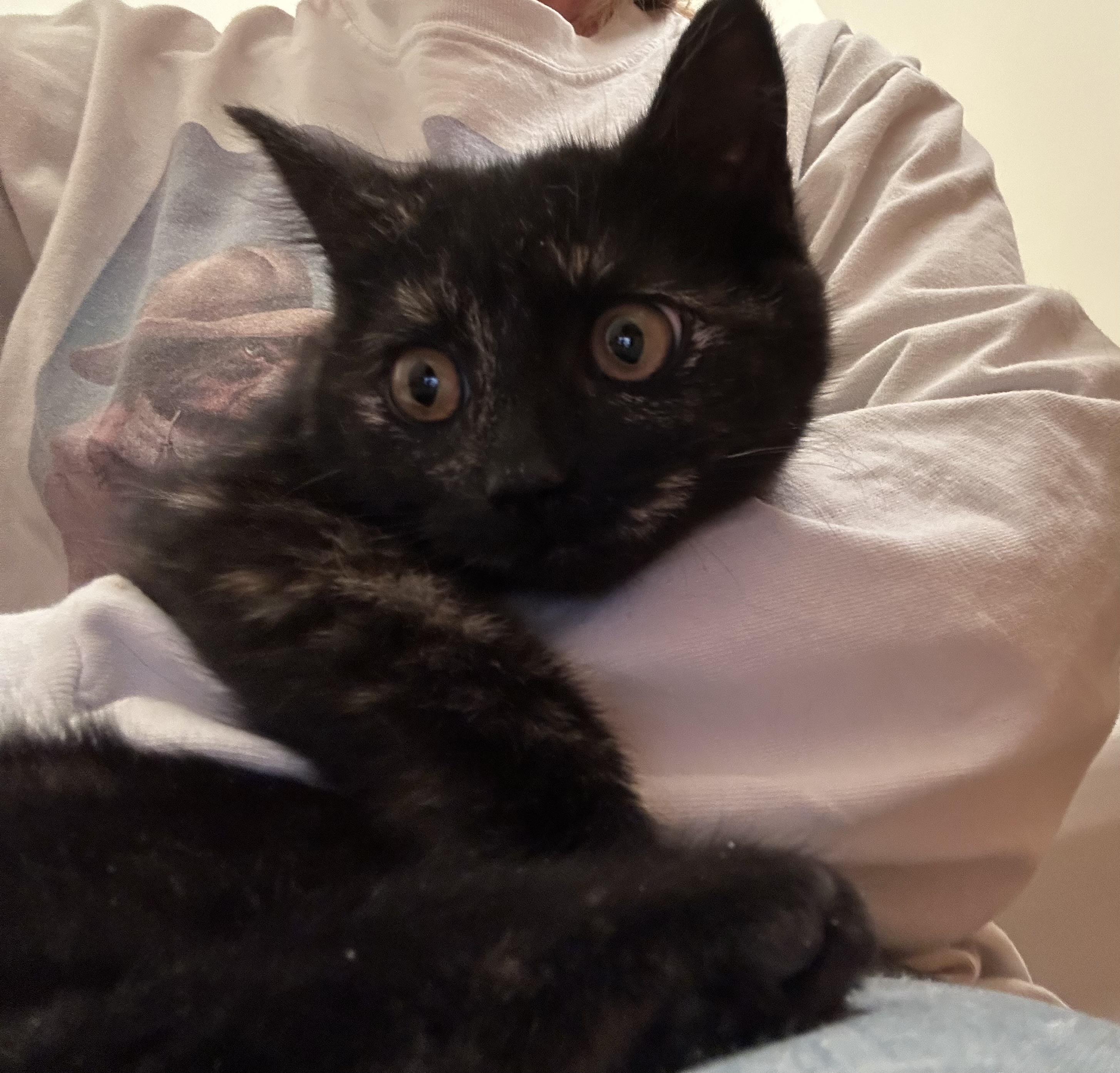 Delilah & Dunkin bonded pair, a ADOPTABLE Tortoiseshell in Frederick, MD image 3/3