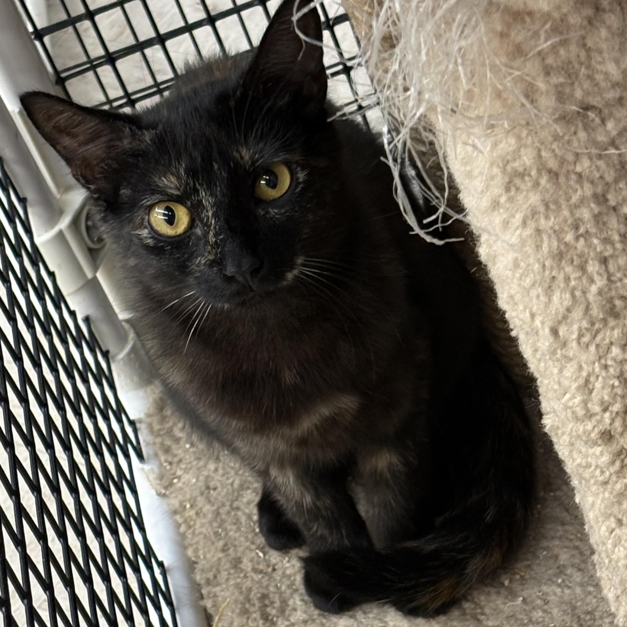 Delilah & Dunkin bonded pair, ADOPTABLE, Kitten Female Tortoiseshell.