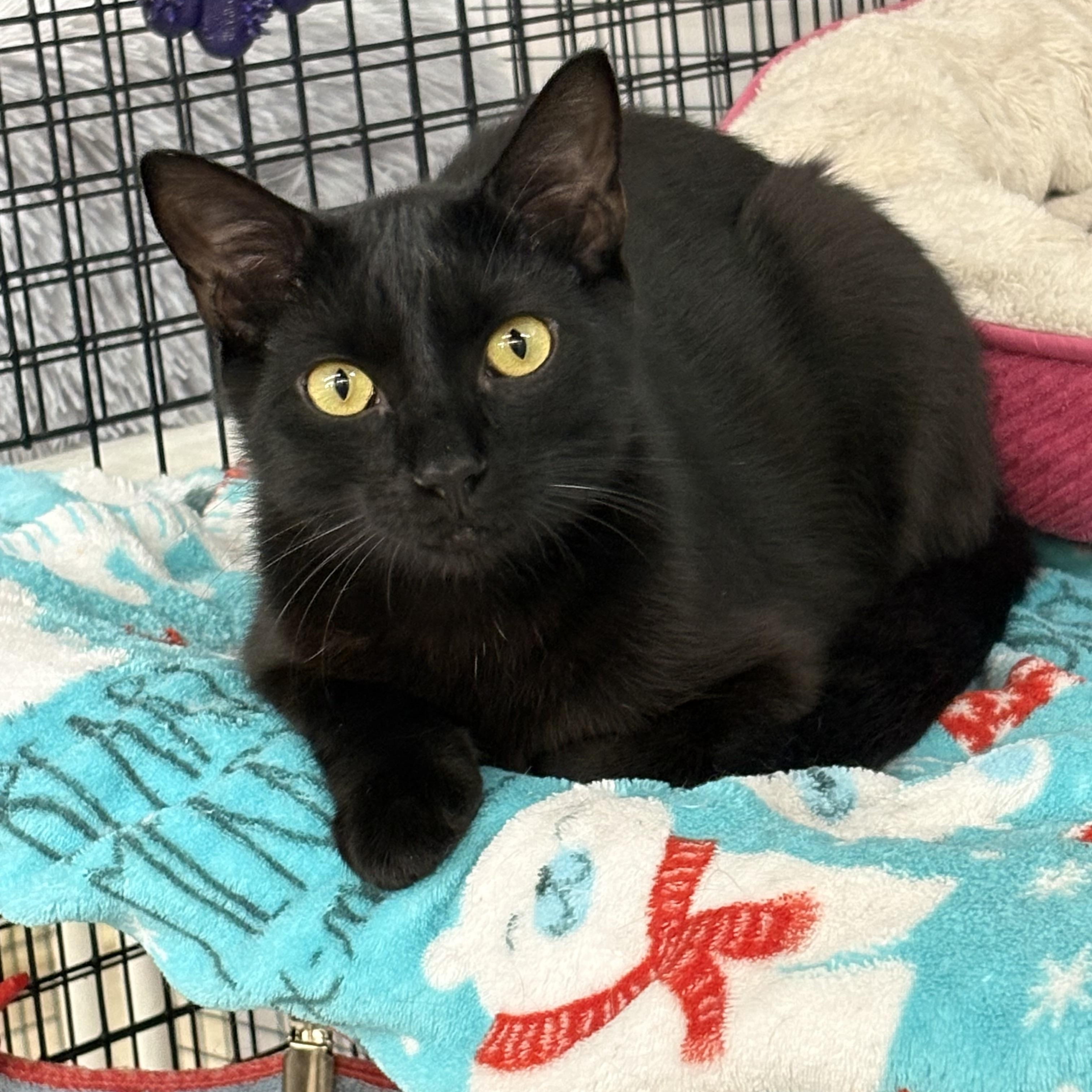 Delilah & Dunkin bonded pair, a ADOPTABLE Tortoiseshell in Frederick, MD image 2/3