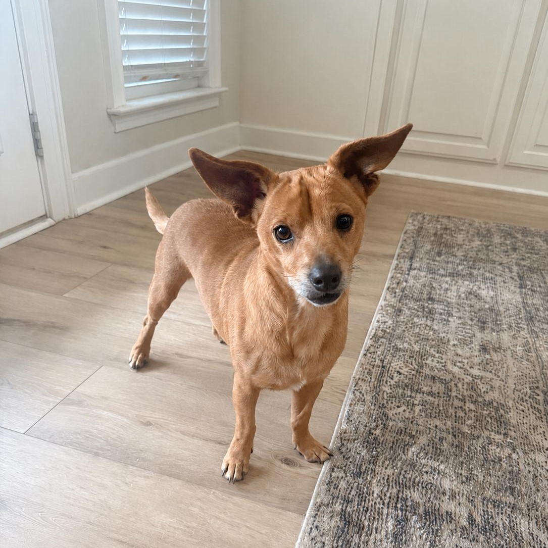 Tony, ADOPTABLE, Young Male Chihuahua.
