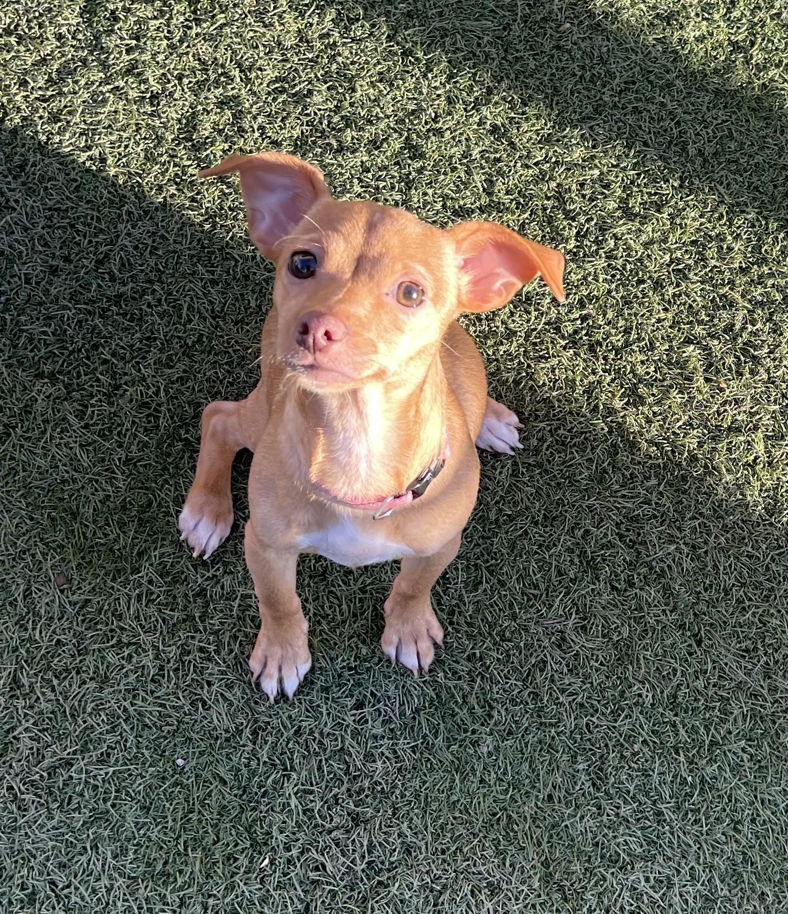 Enlarge Cicely, a ADOPTABLE mixed breed in Chandler, AZ image 1/6