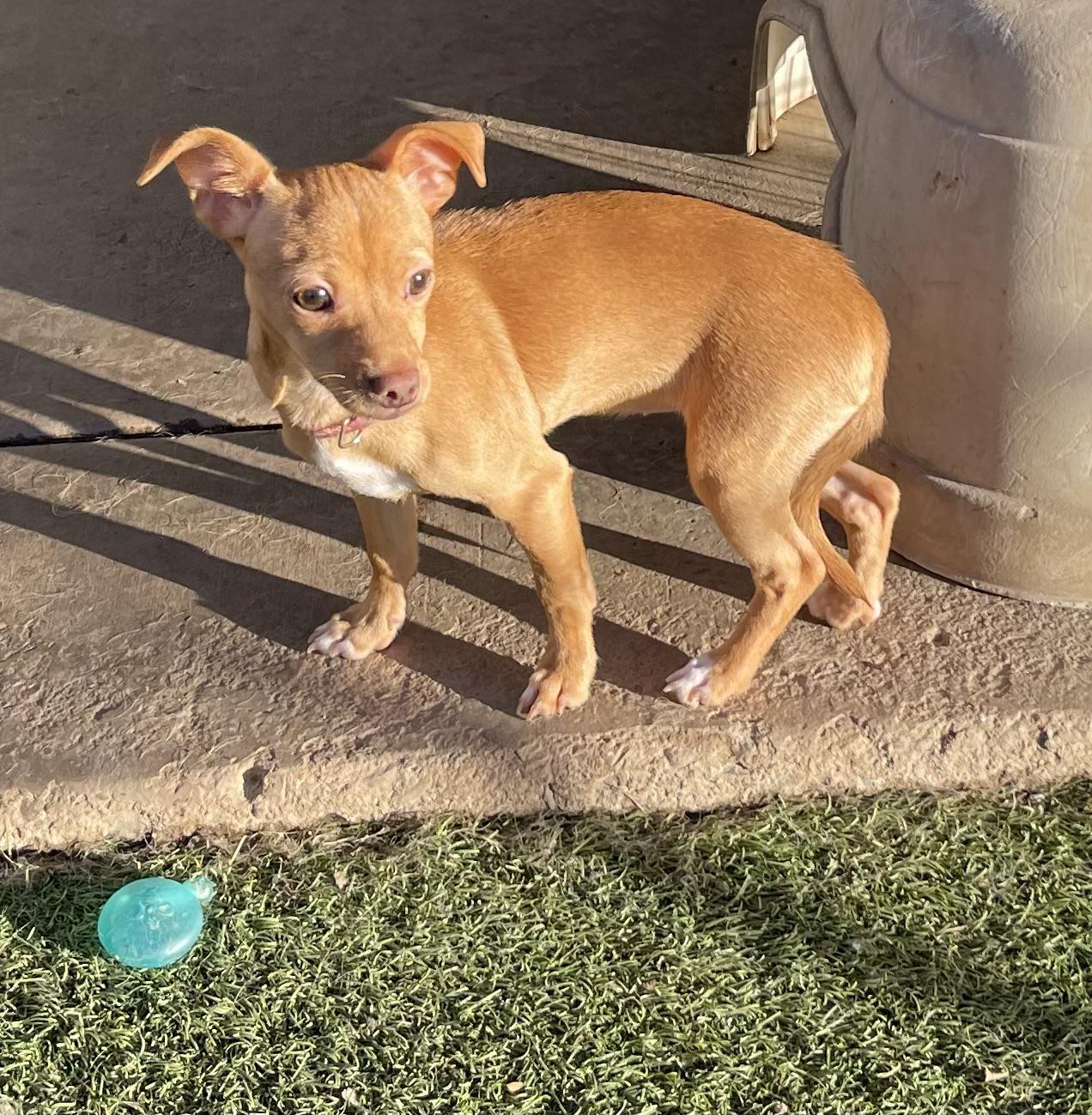 Enlarge Cicely, a ADOPTABLE mixed breed in Chandler, AZ image 3/6