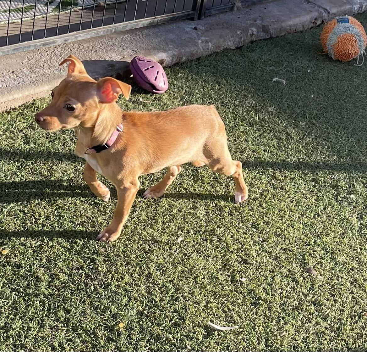 Enlarge Cicely, a ADOPTABLE mixed breed in Chandler, AZ image 5/6