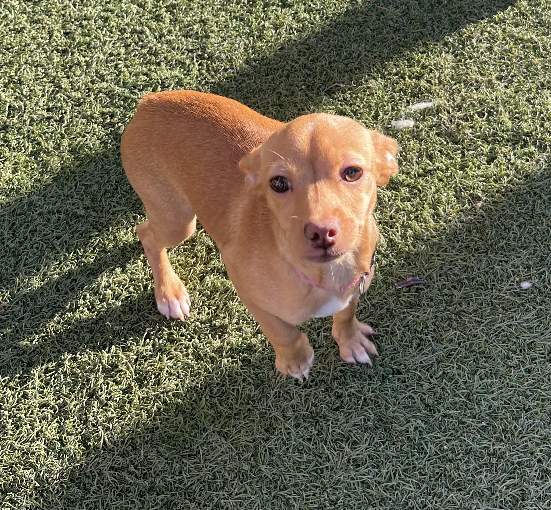 Enlarge Cicely, a ADOPTABLE mixed breed in Chandler, AZ image 6/6