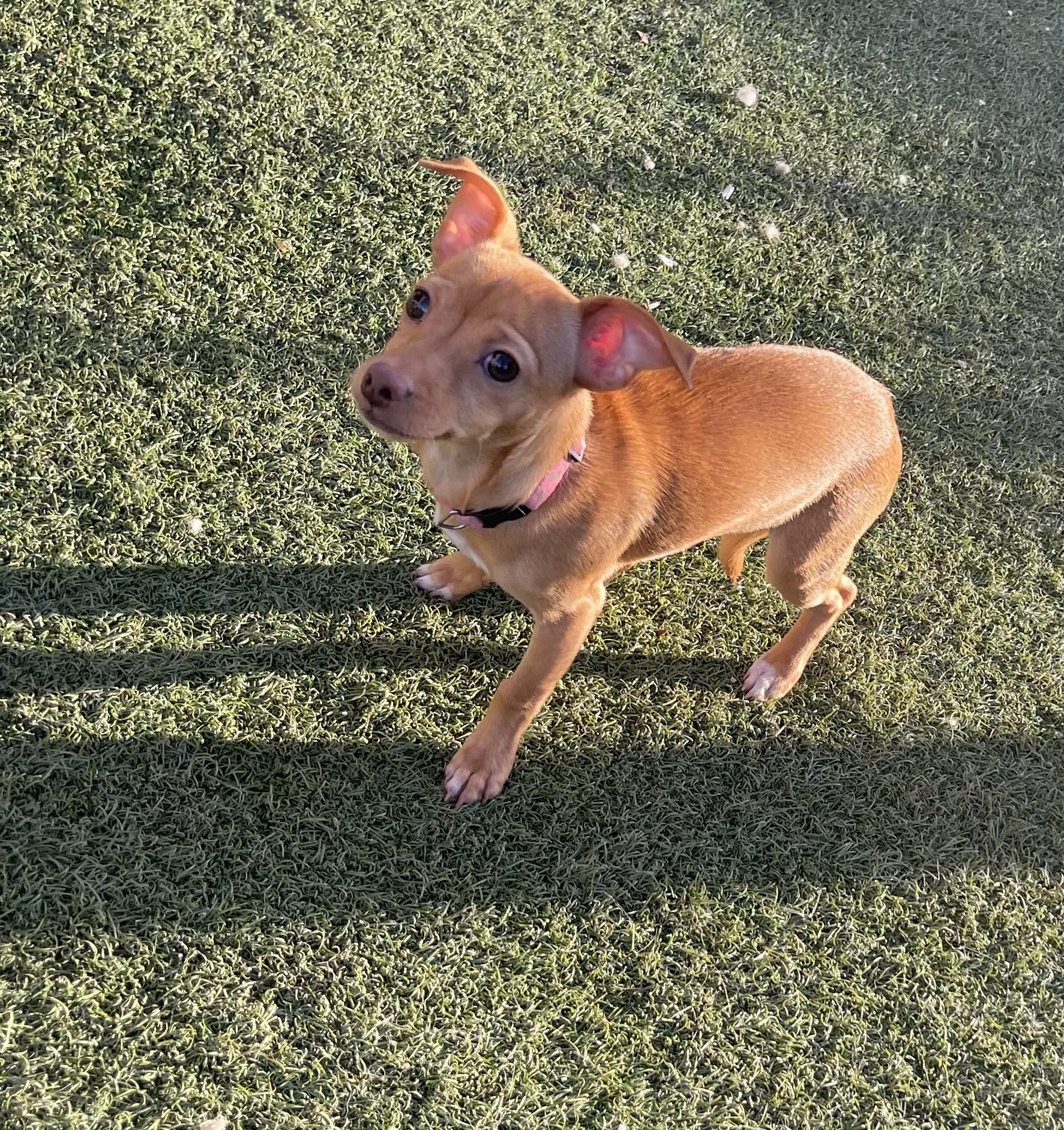 Enlarge Cicely, a ADOPTABLE mixed breed in Chandler, AZ image 4/6