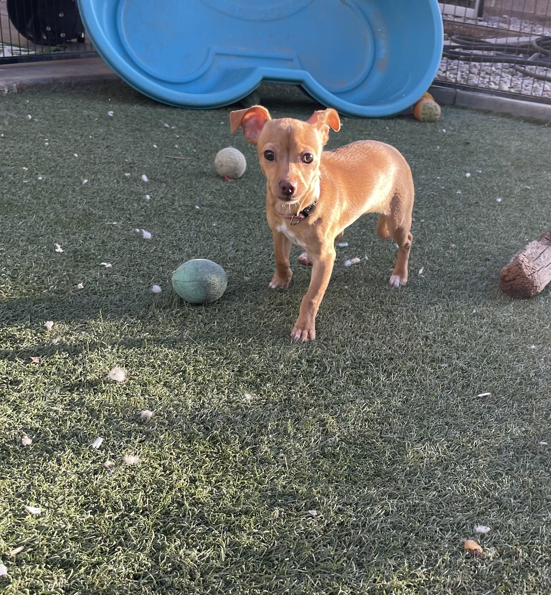 Enlarge Cicely, a ADOPTABLE mixed breed in Chandler, AZ image 2/6