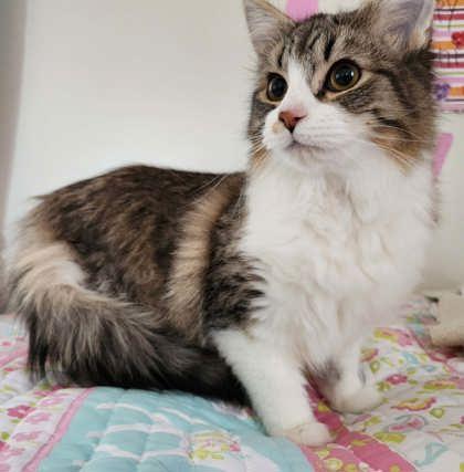 Cricket, Adoptable, Young Female Domestic Medium Hair & Domestic Short Hair.
