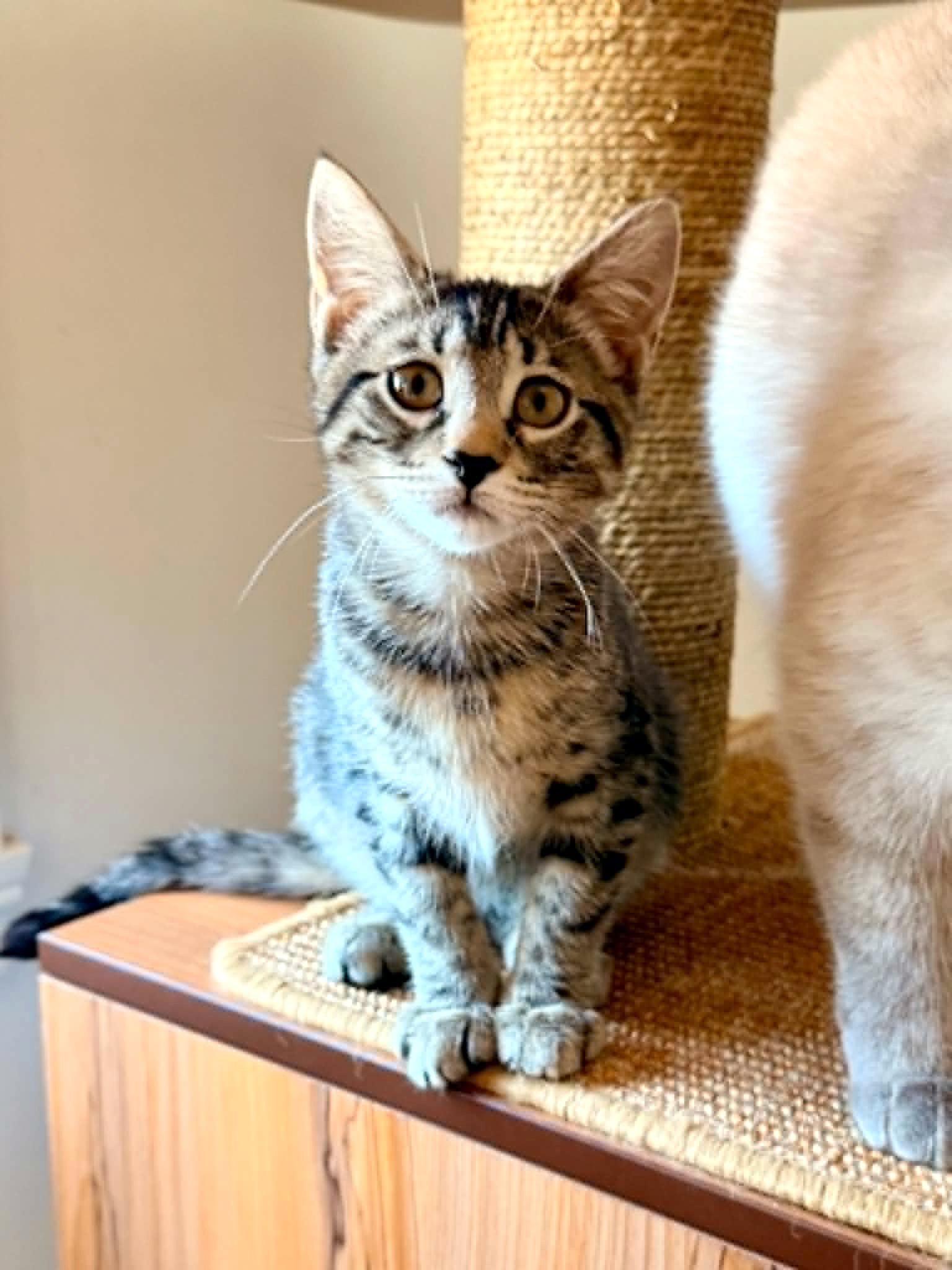 Lois, adopted, Young Male Tabby.