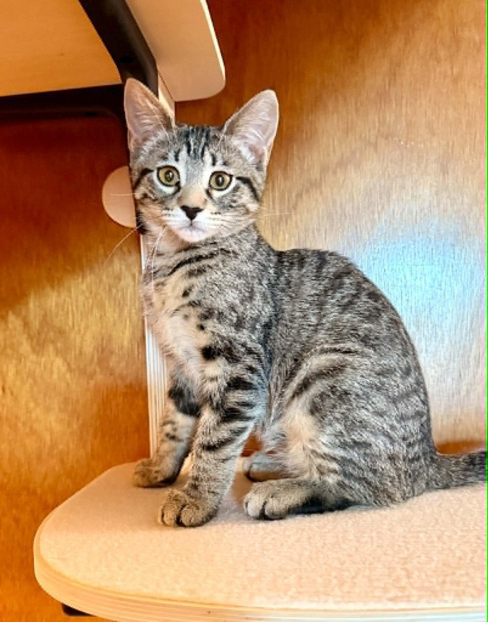 Lois, an adopted Tabby in Verdun, QC image 2/2