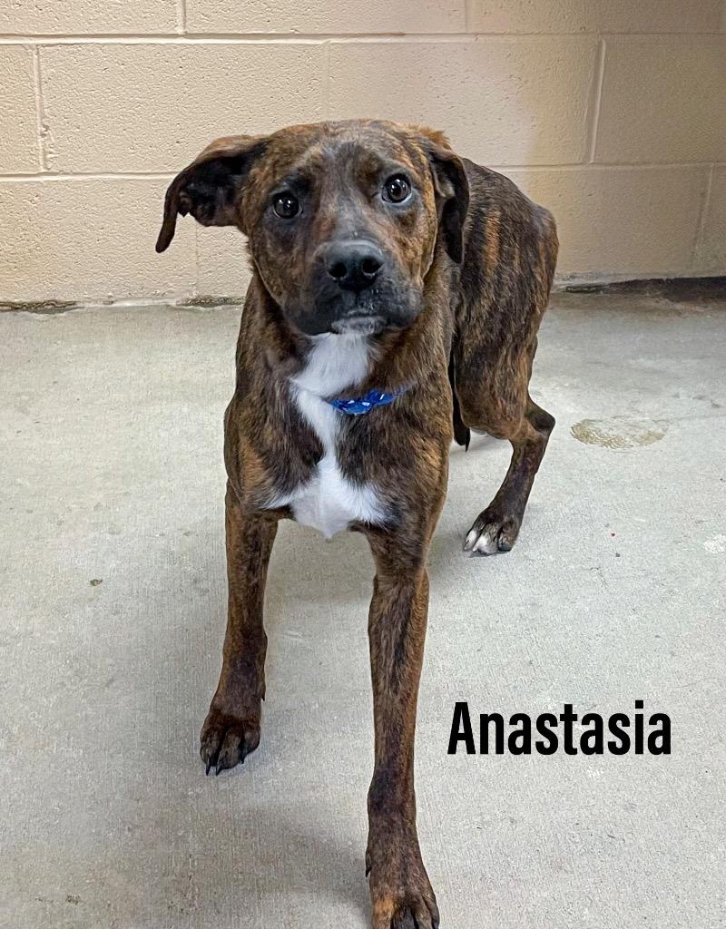 Anastasia, Adoptable, Young Female Boxer & Mountain Cur.