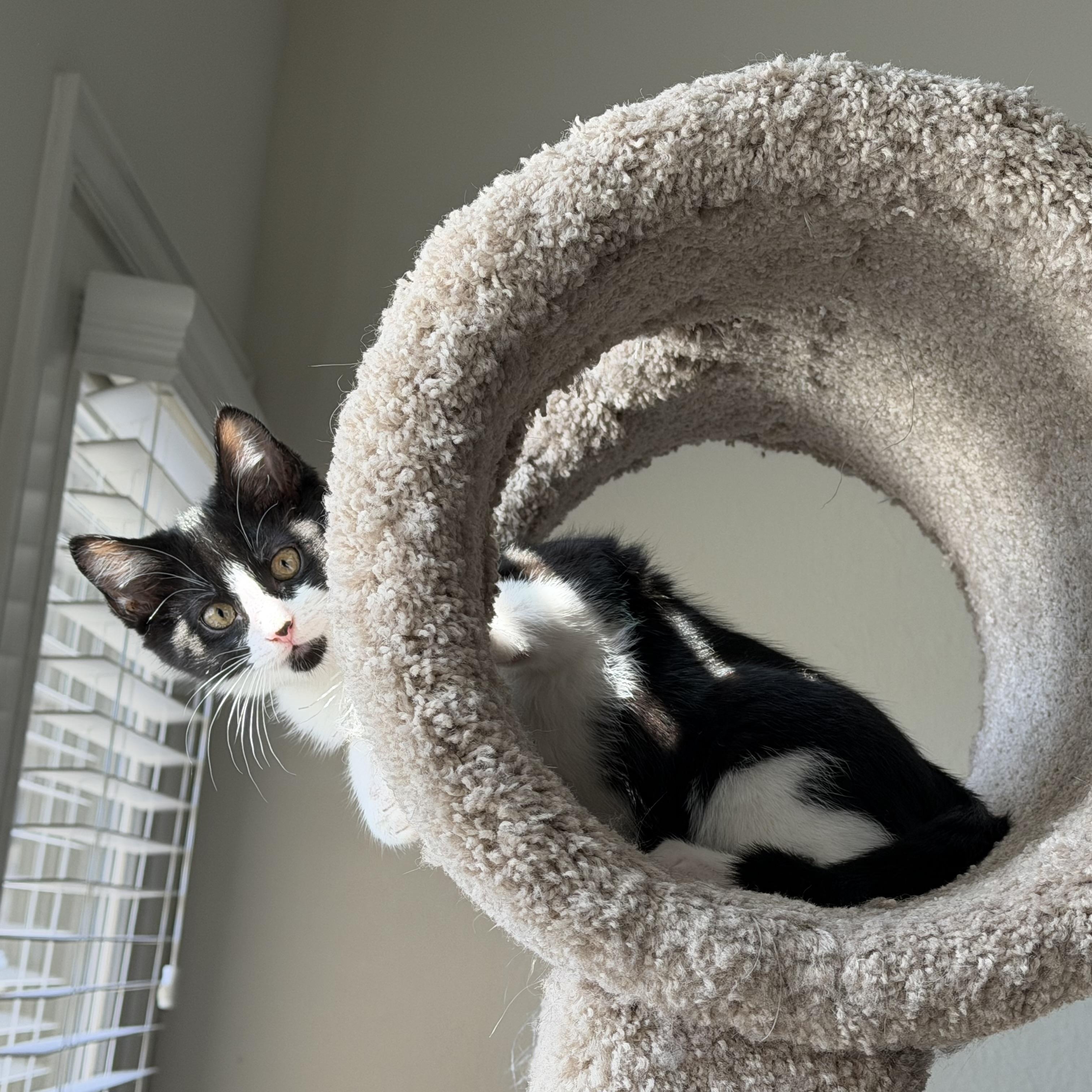 Enlarge Bugatti “Bug”, a ADOPTABLE mixed breed in Coppell, TX image 4/6