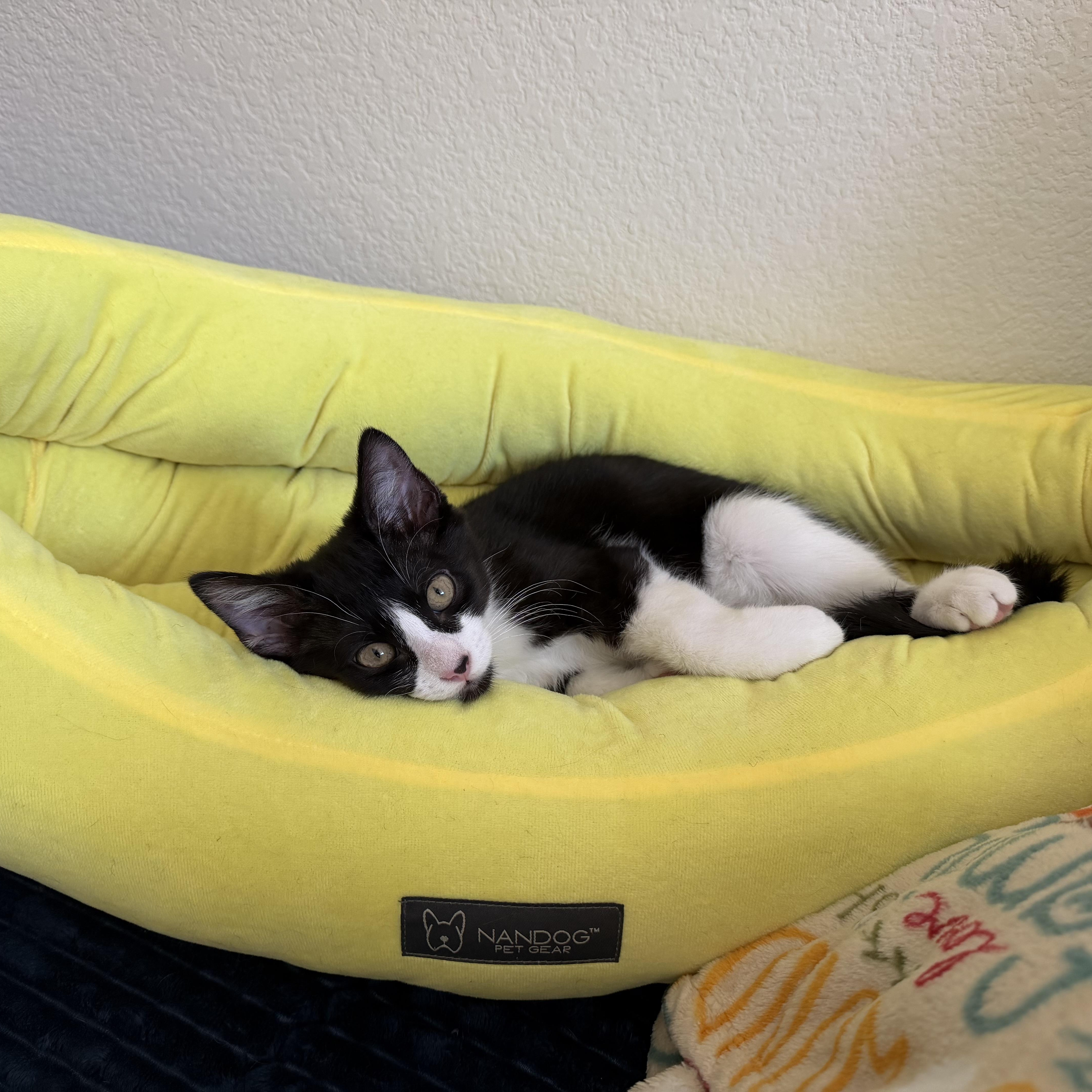 Enlarge Bugatti “Bug”, a ADOPTABLE mixed breed in Coppell, TX image 2/6