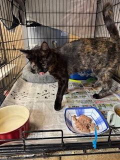 Nutmeg — thumbnail 2