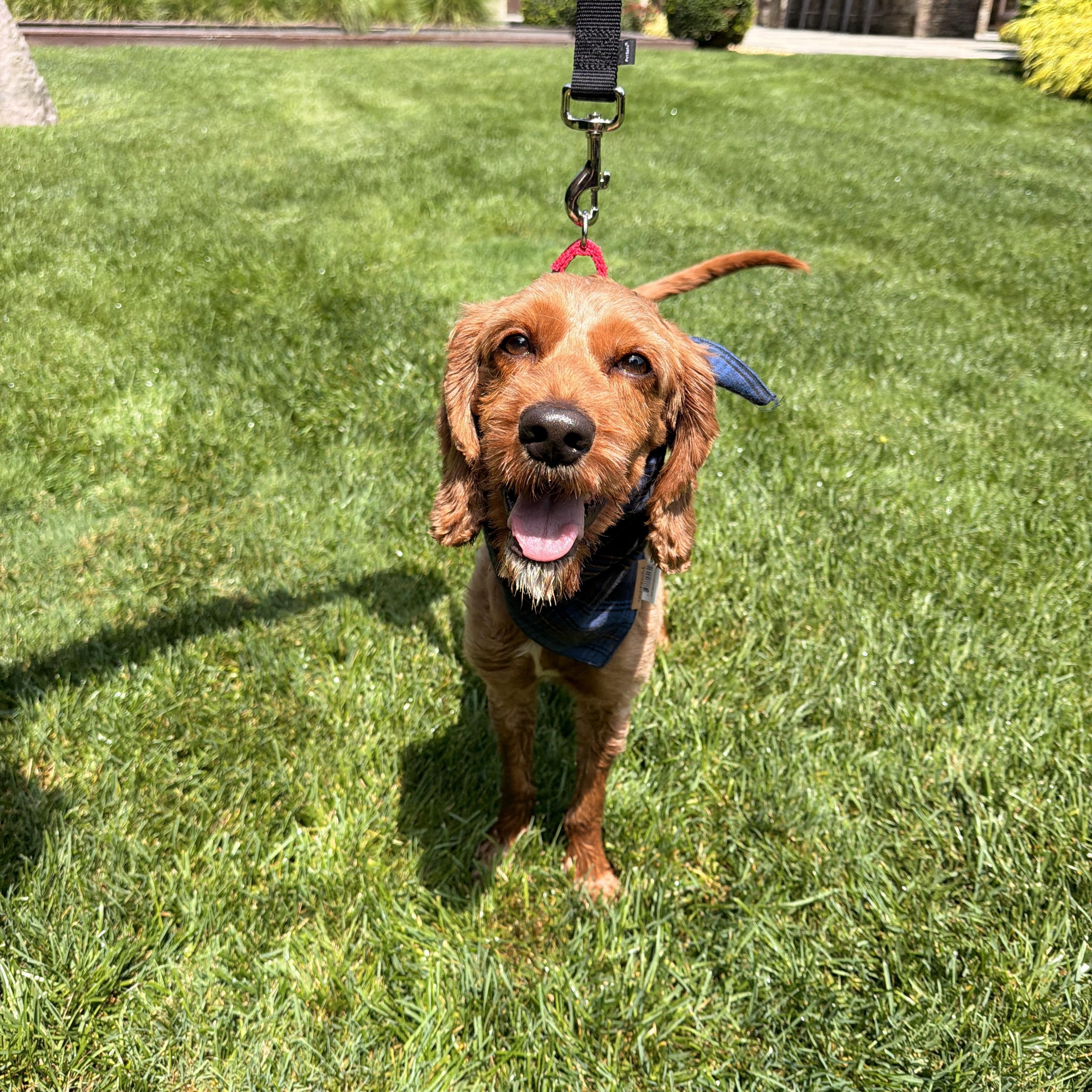 Enlarge Calvin, an adoptable Cockapoo in Thornwood, NY image 4/5