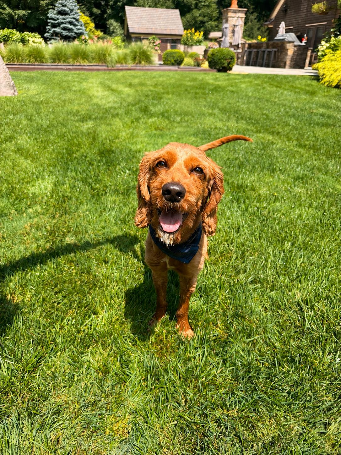 Enlarge Calvin, an adoptable Cockapoo in Thornwood, NY image 2/5